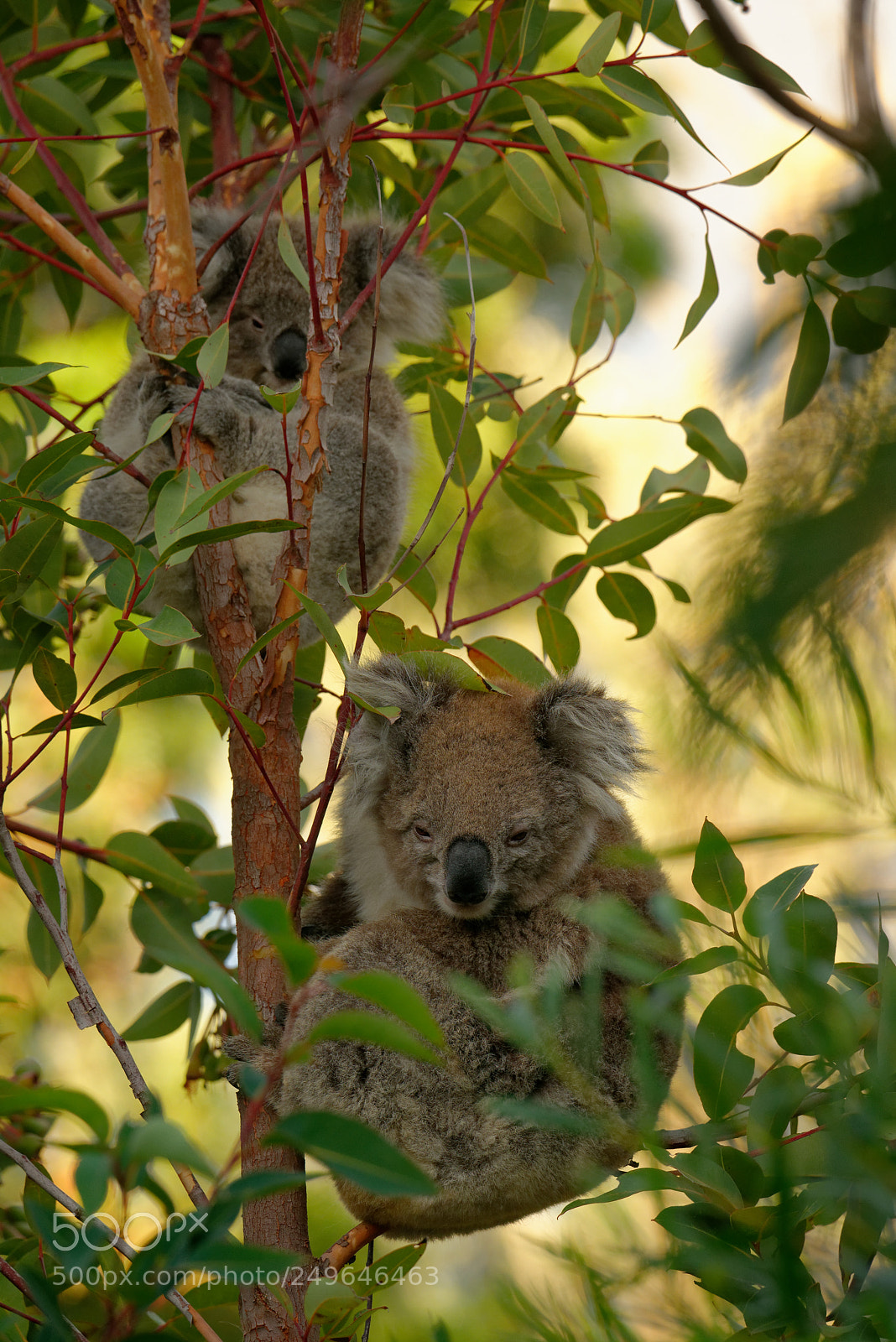 Nikon D800E sample photo. Koala bear in the photography