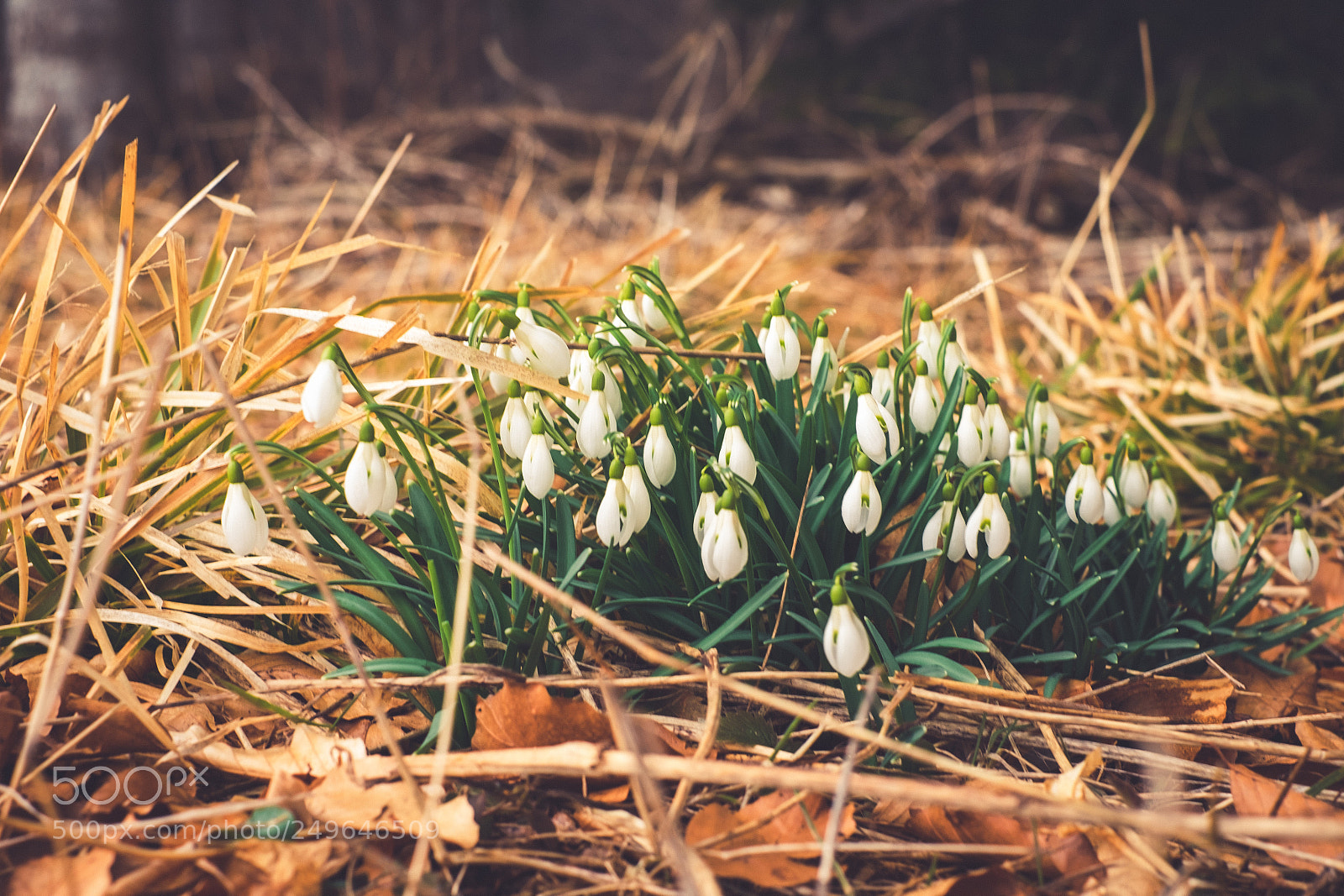 Fujifilm X-E2 sample photo. Hope for spring photography