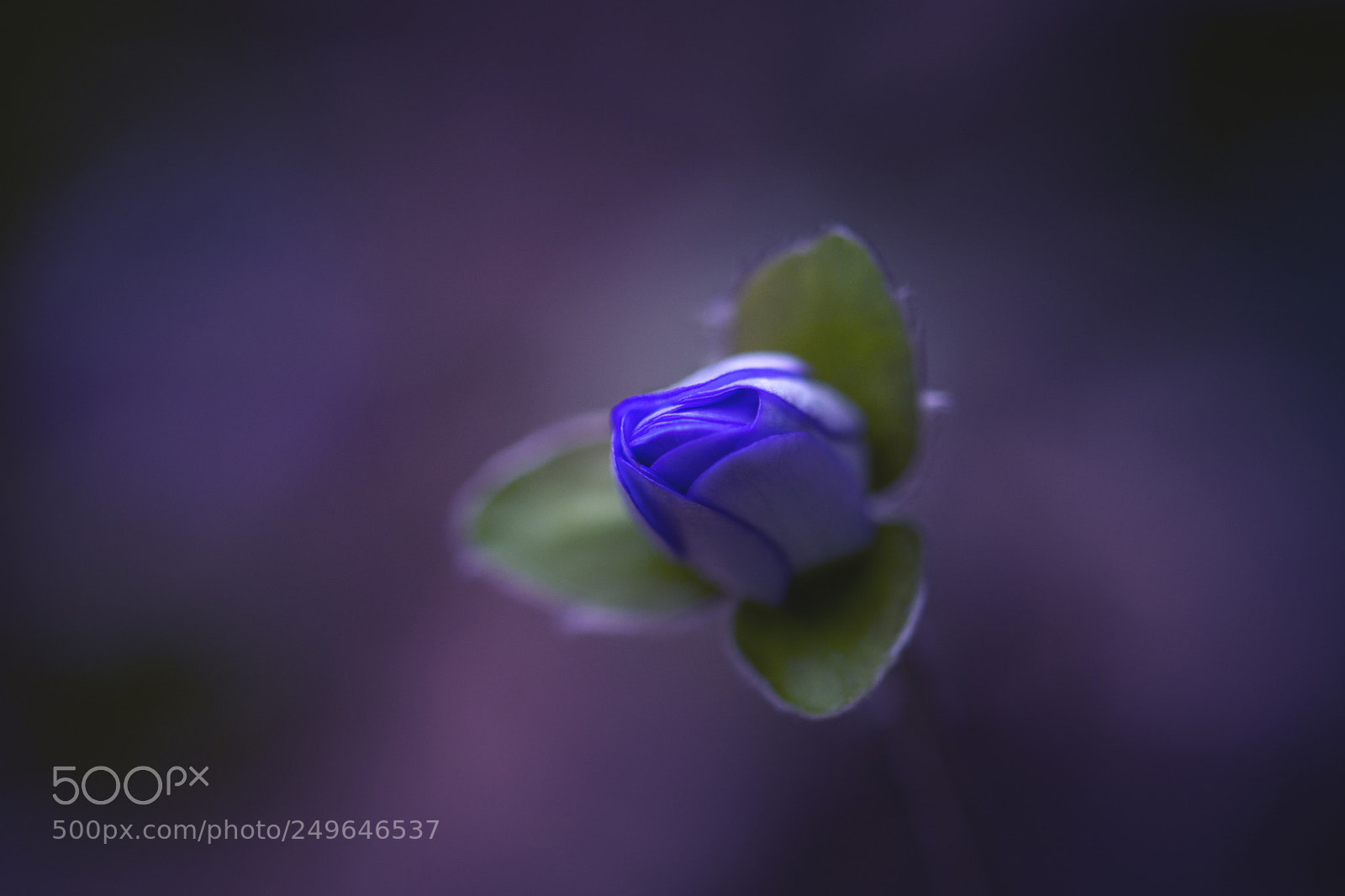 Nikon D7200 sample photo. Anémone photography