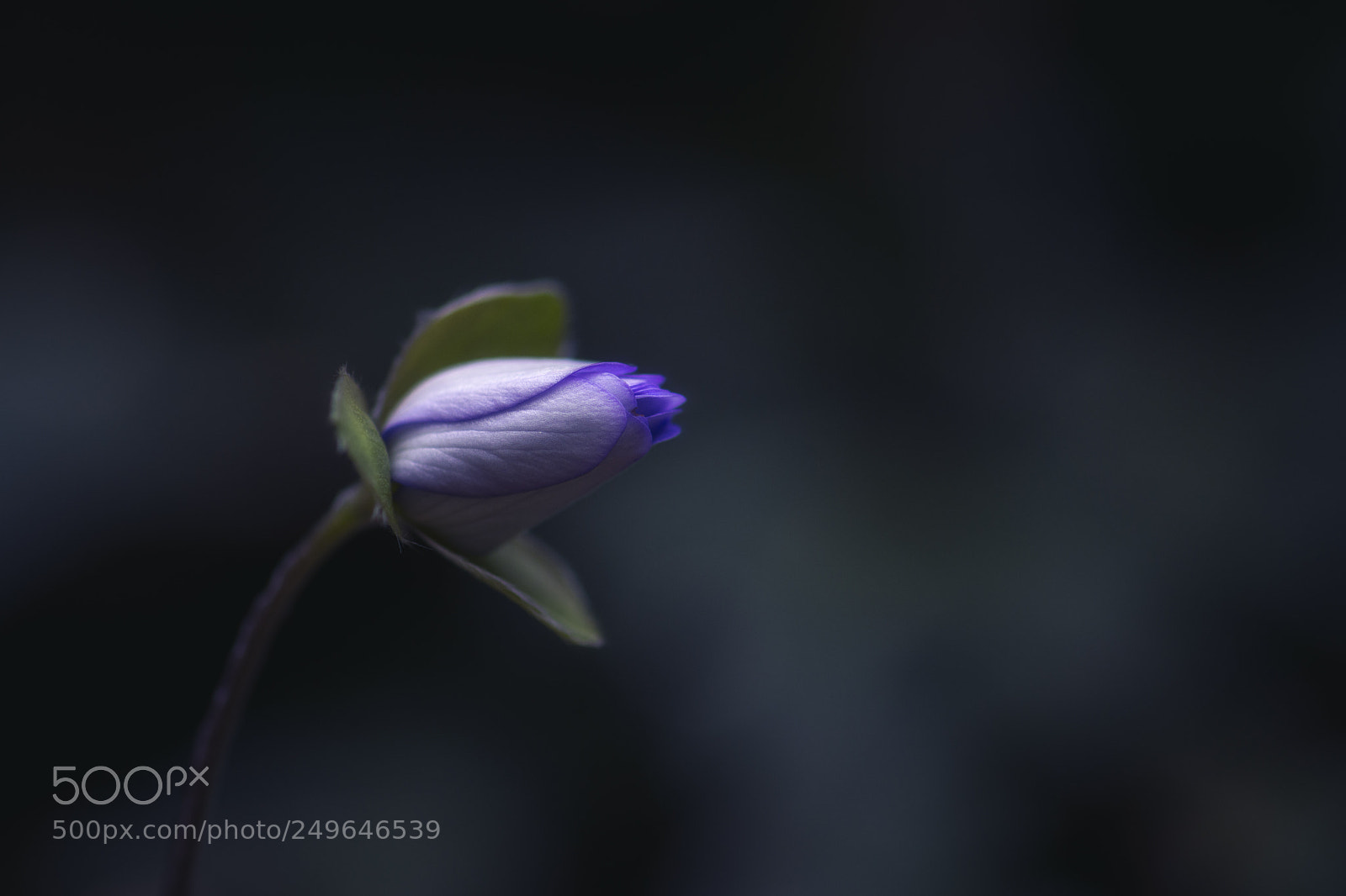 Nikon D7200 sample photo. Anemone nemorosa photography