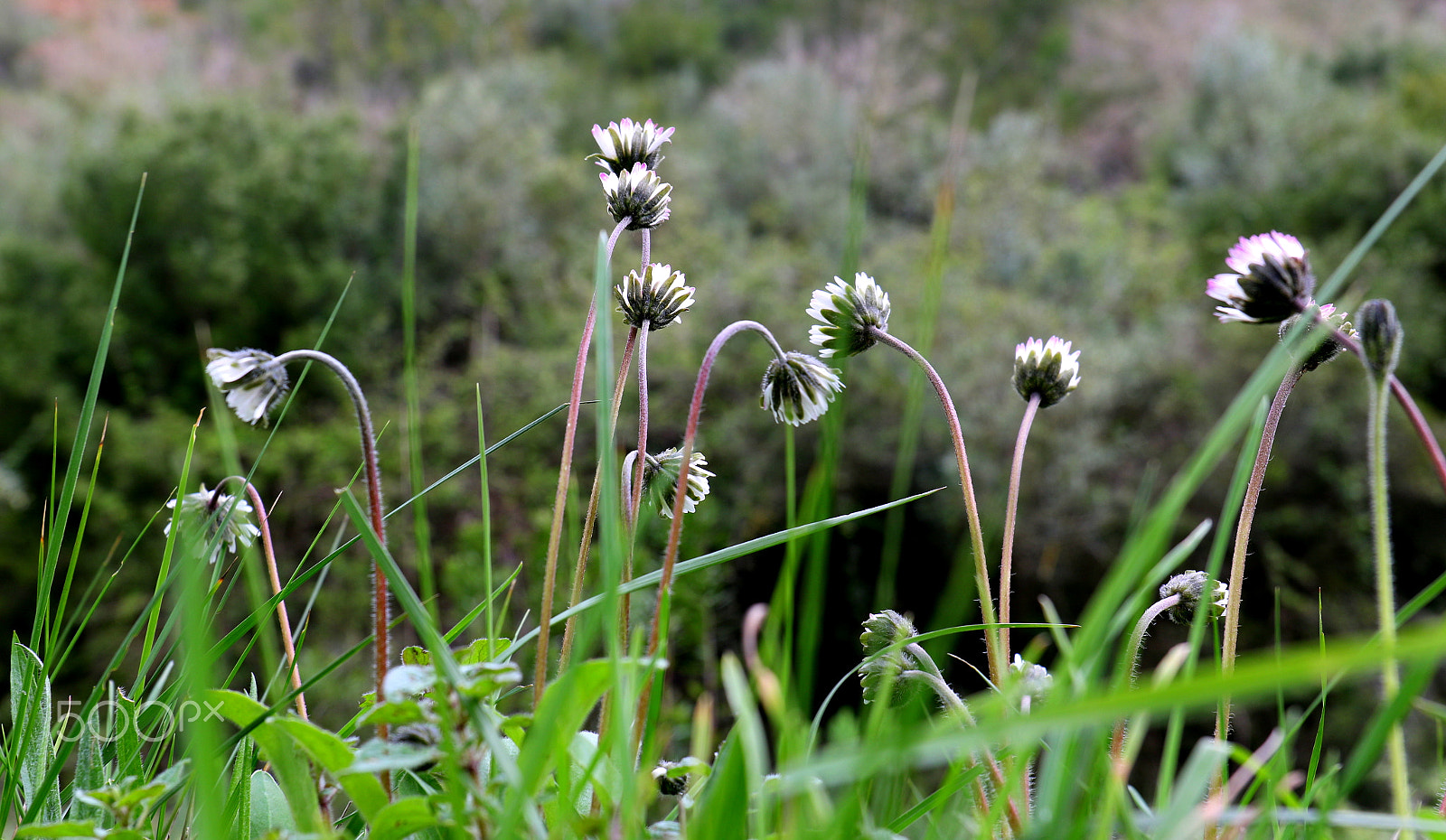 Canon EF 24-70mm F4L IS USM sample photo. Wild photography
