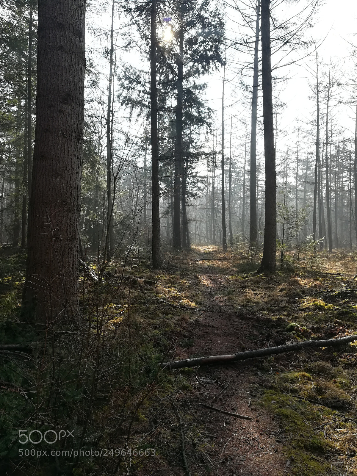HUAWEI honor 6x sample photo. Morning walk photography