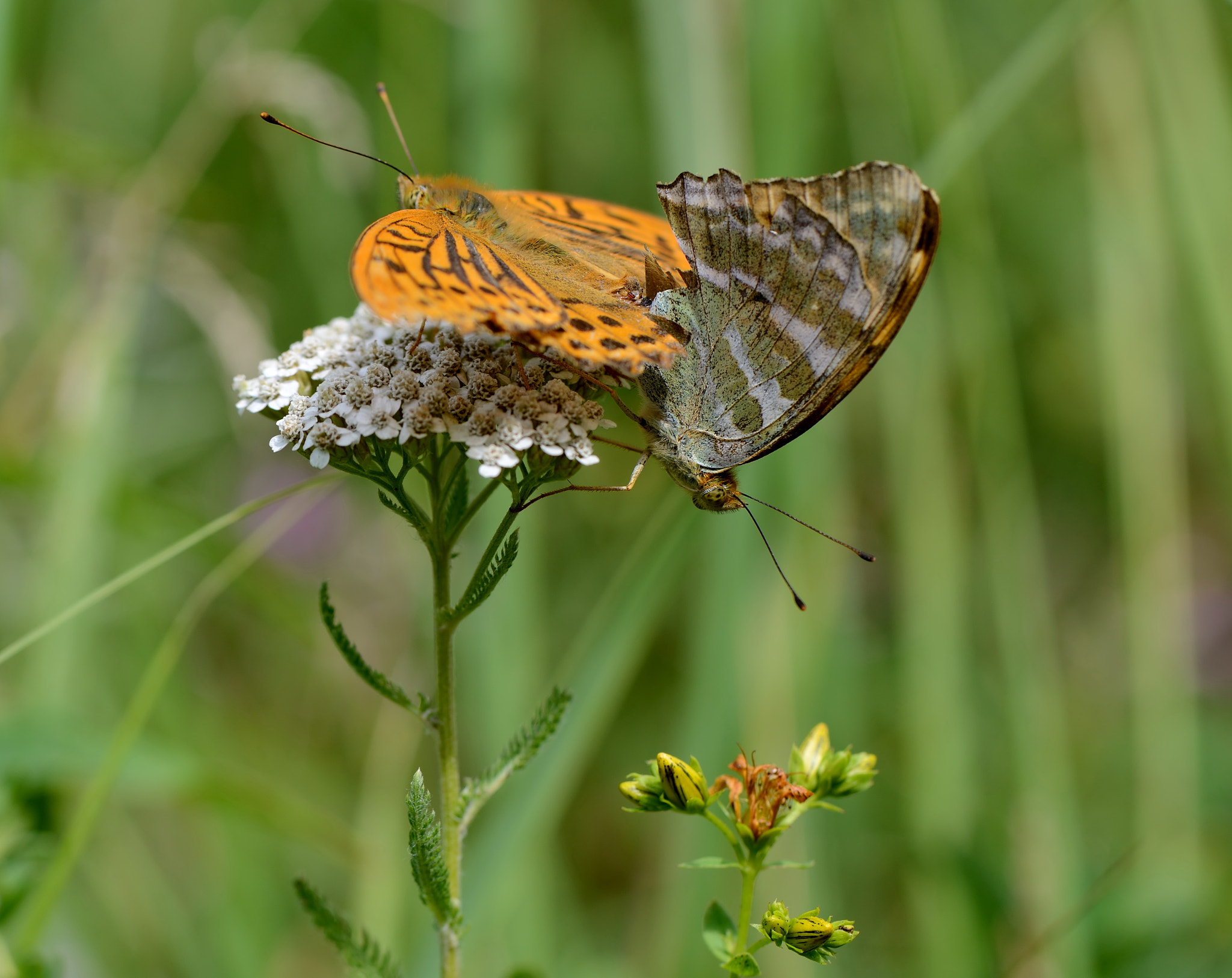 Nikon AF-S Micro-Nikkor 105mm F2.8G IF-ED VR sample photo. Argynnis paphia photography