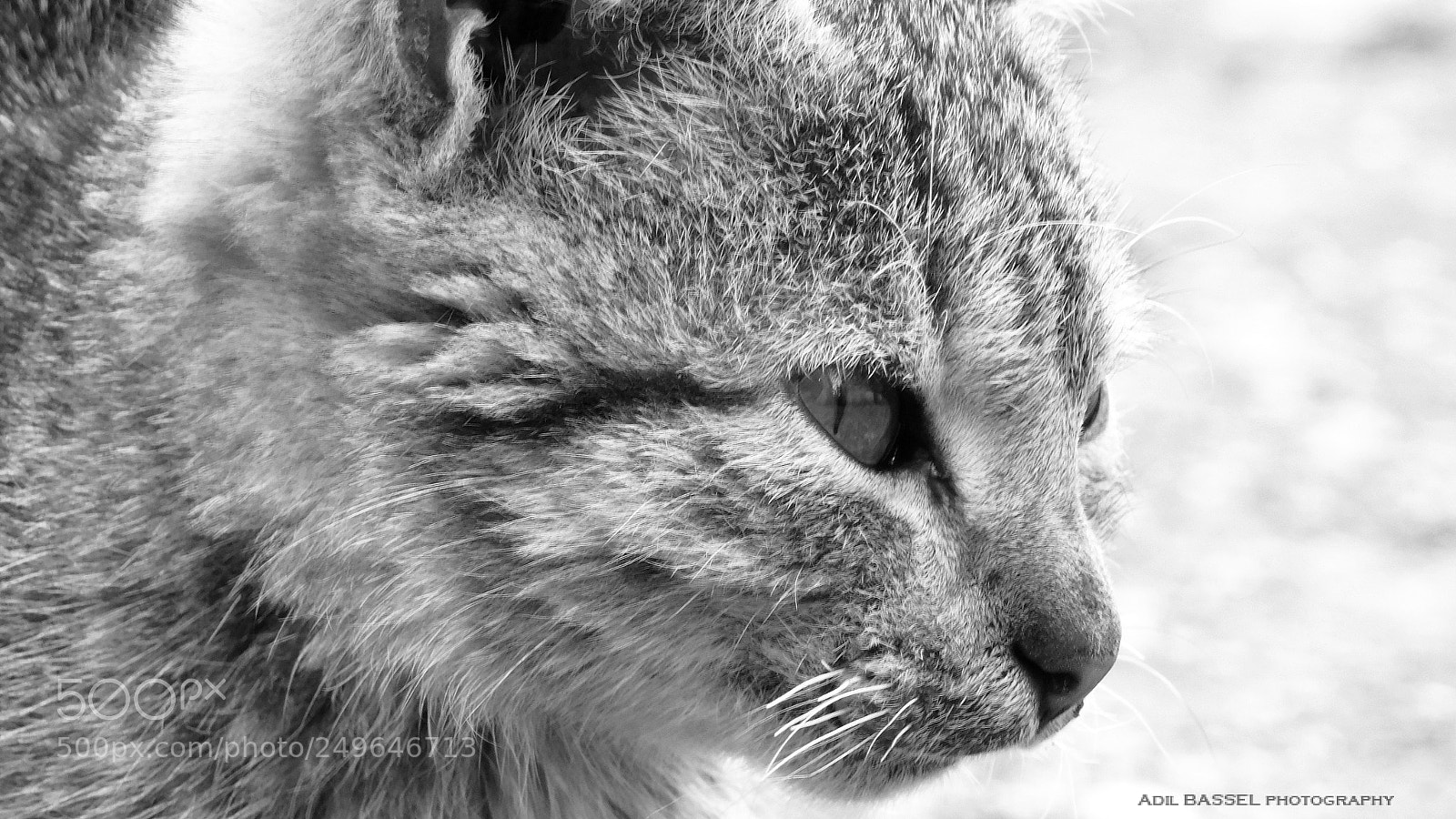Nikon Coolpix L840 sample photo. Cat portrait photography