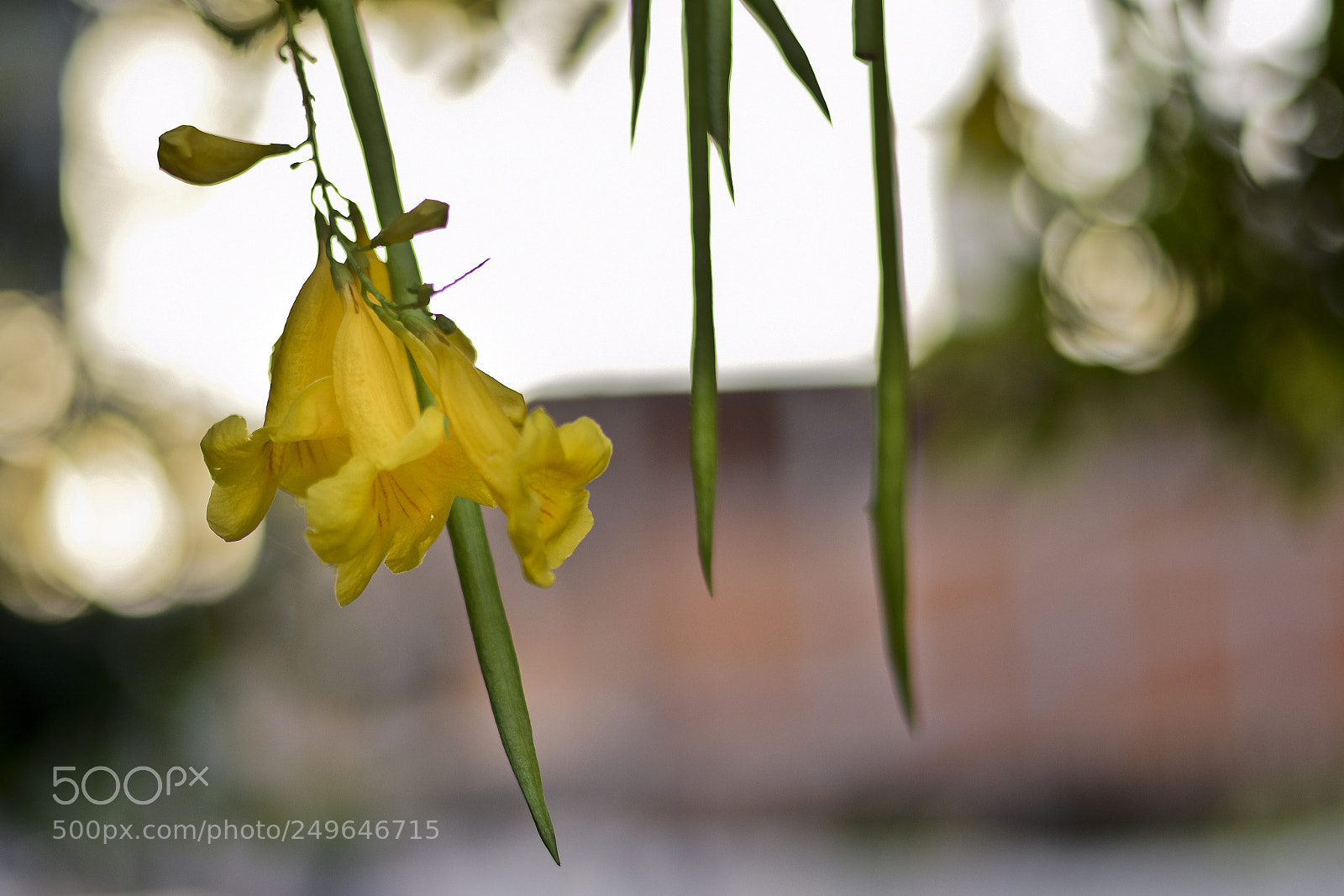 Nikon D5300 sample photo. Arborização urbana photography