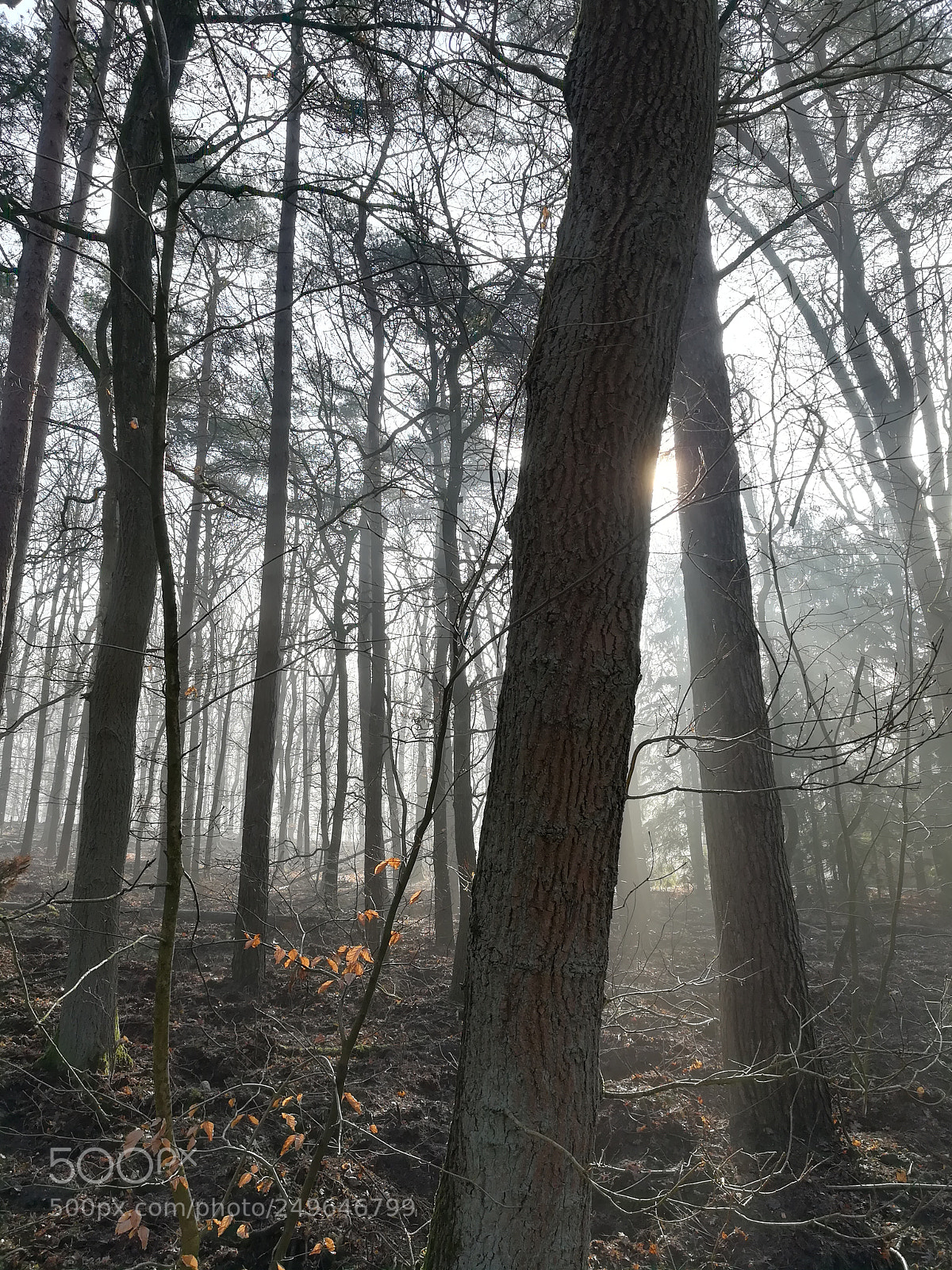 HUAWEI honor 6x sample photo. Morning sun photography