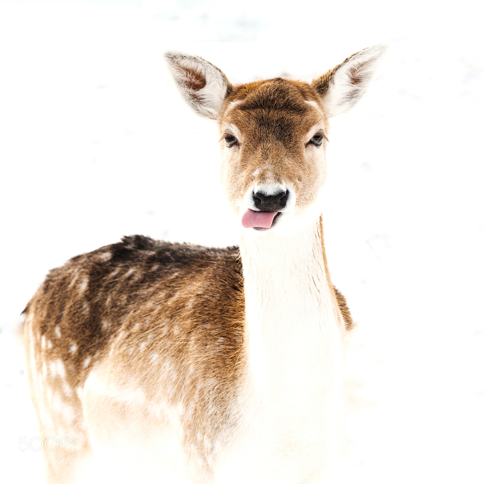Fujifilm X-T2 sample photo. Winter deer photography