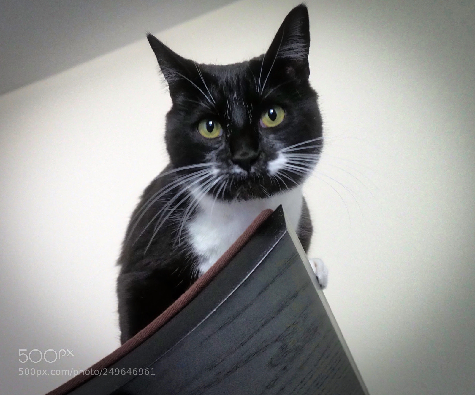 Olympus OM-D E-M1 Mark II sample photo. Princess paris photography