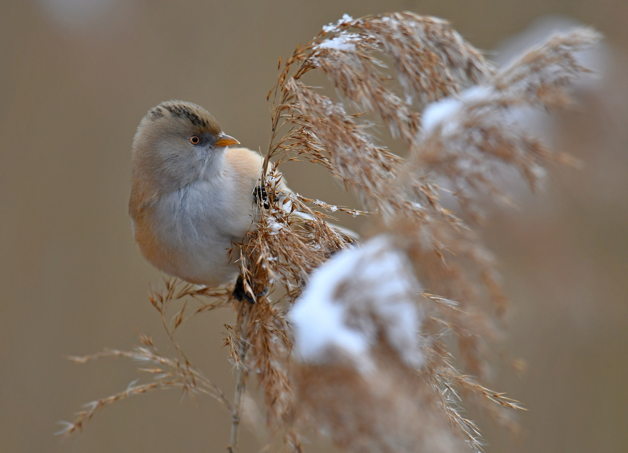 Nikon D500 + Nikon AF-S Nikkor 600mm F4G ED VR sample photo. Bearded reedling female photography