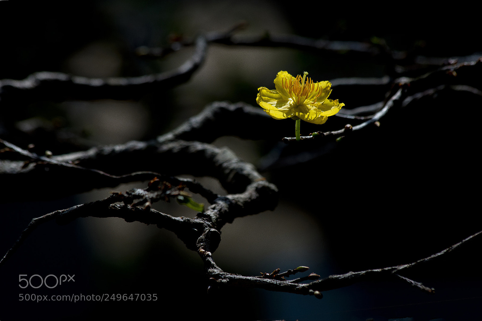 Canon EOS 70D sample photo. Lonely forsythia photography