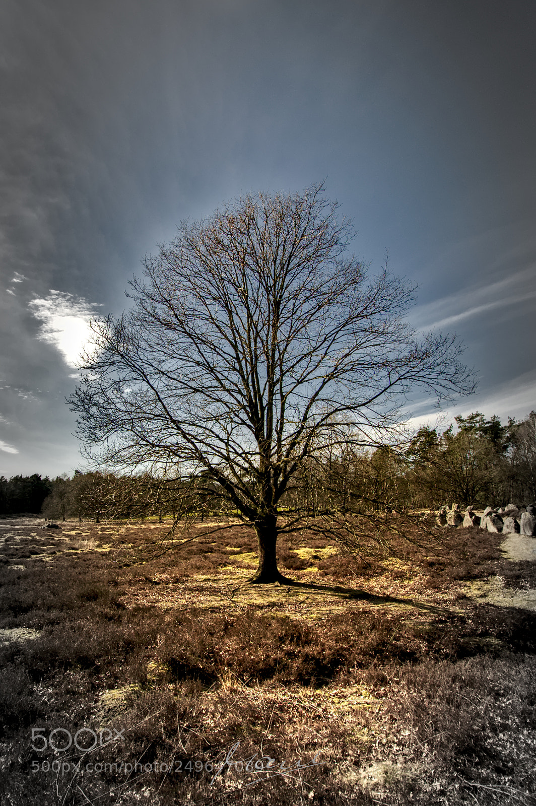 Nikon D90 sample photo. The tree in heathland photography