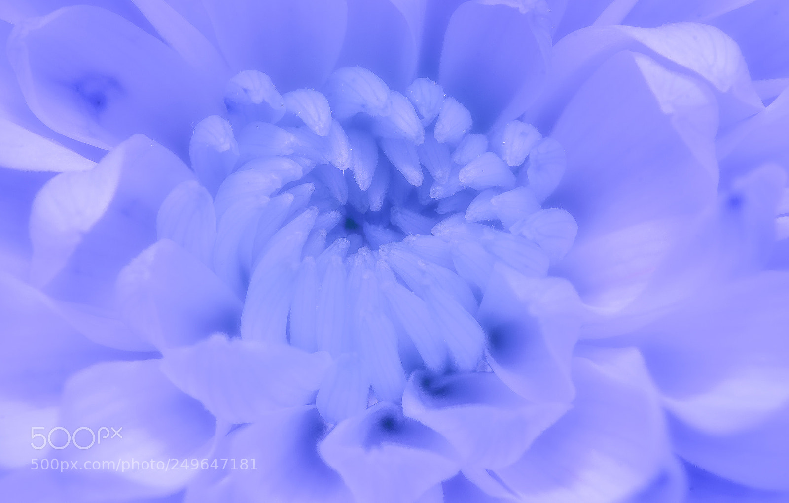 Nikon D500 sample photo. Chrysanthemum art photography
