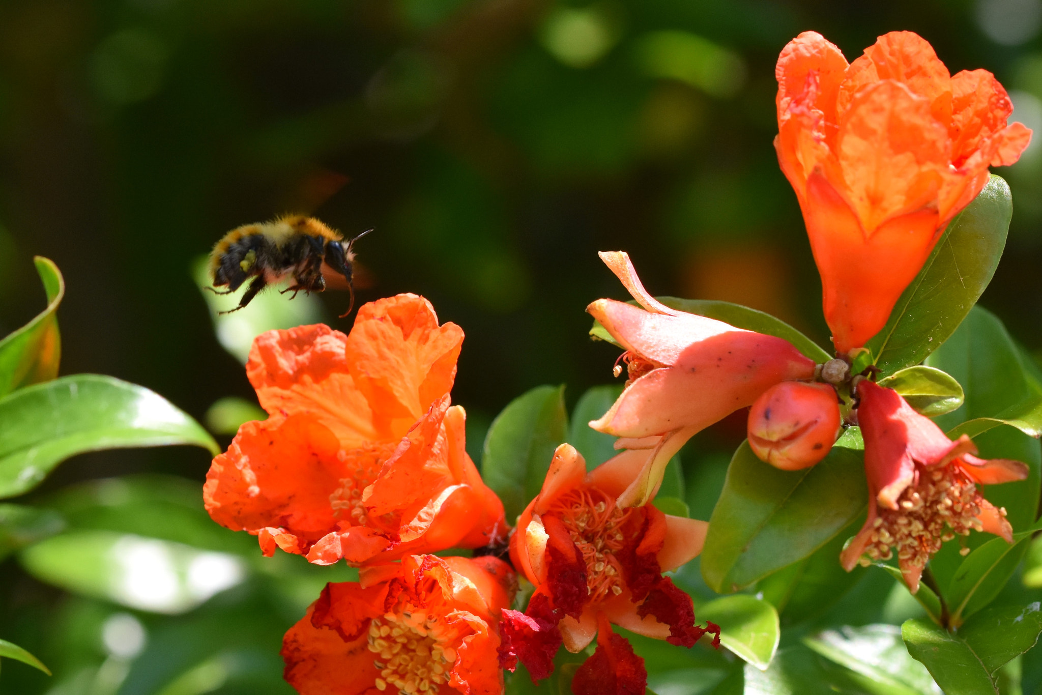 Nikon D7200 + Sigma 105mm F2.8 EX DG OS HSM sample photo. Remembering summer photography