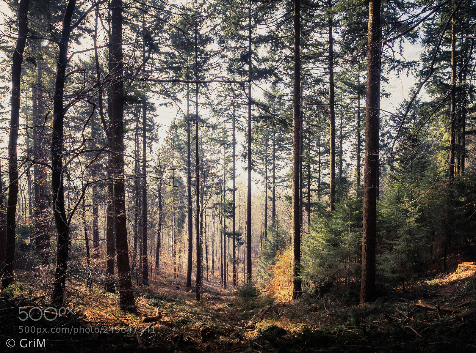Olympus OM-D E-M5 II sample photo. Walk in the woods photography