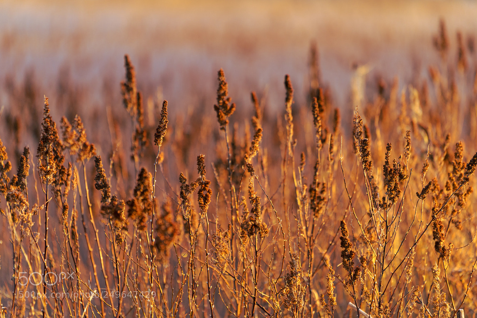 Sony a7 sample photo. Dsc photography
