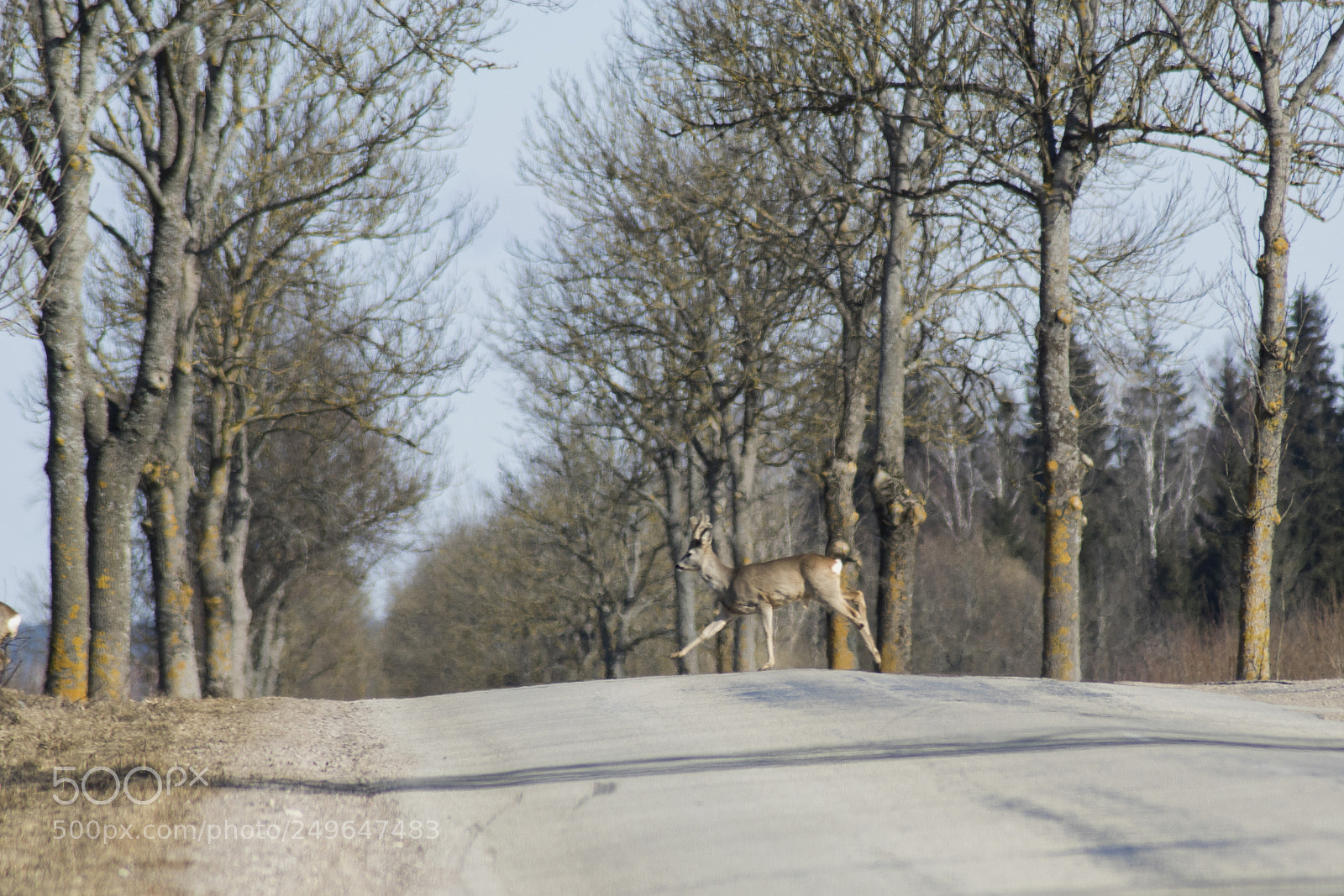 Sony ILCA-77M2 sample photo. Deer clossing road photography