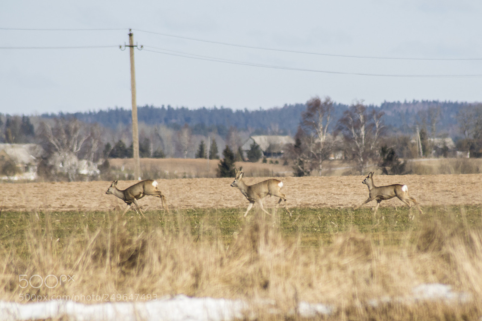 Sony ILCA-77M2 sample photo. Deers in the fields photography