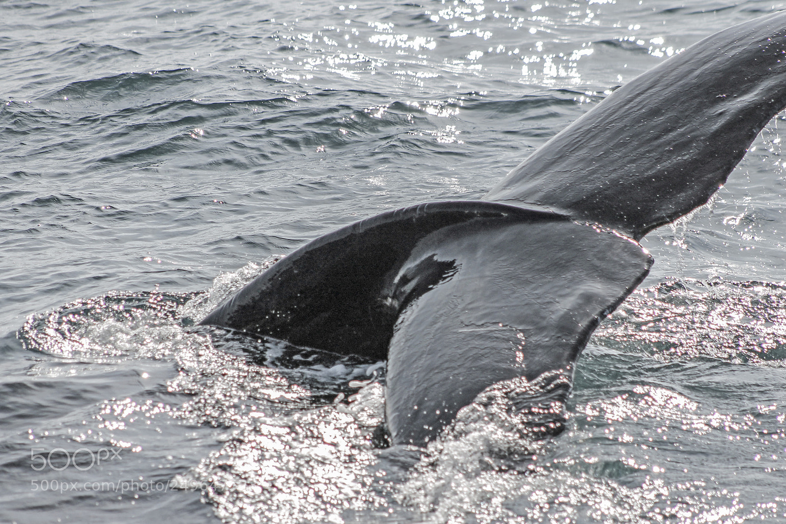 Canon EOS 1100D (EOS Rebel T3 / EOS Kiss X50) sample photo. Humpback diving photography