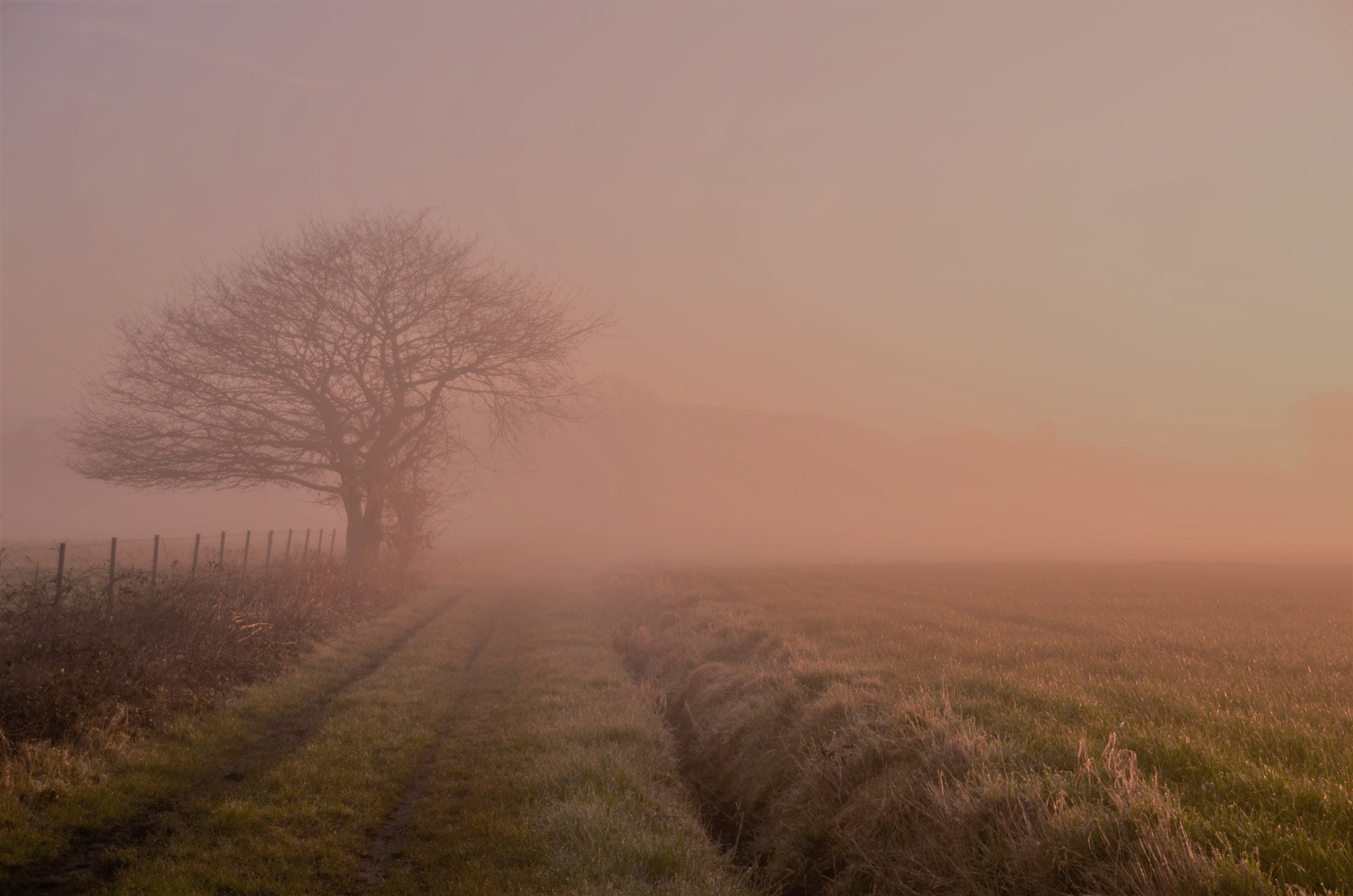 Nikon D7000 sample photo. Lonely tree photography