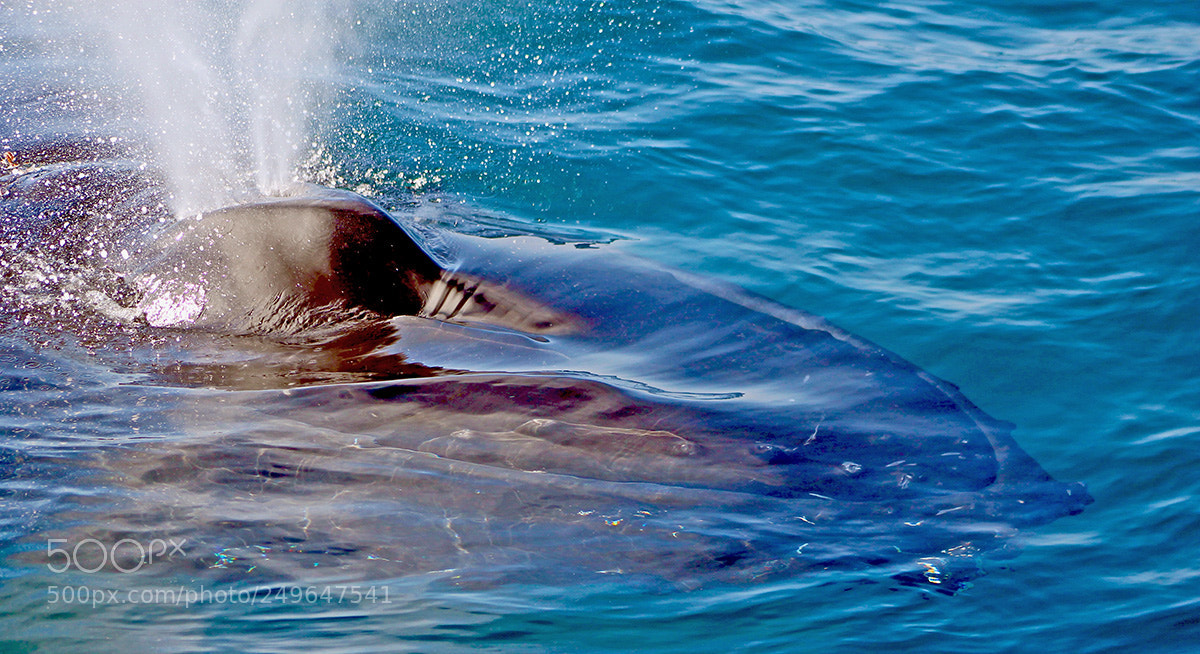 Canon EOS 1100D (EOS Rebel T3 / EOS Kiss X50) sample photo. Whale near channel islands photography