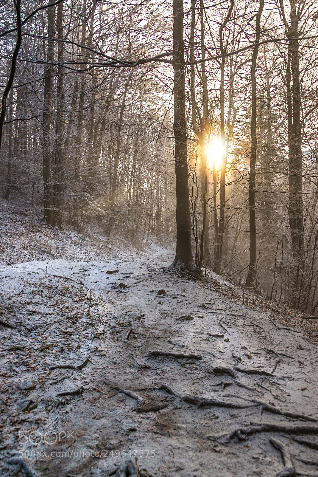 Nikon D610 sample photo. Morning in the woods photography