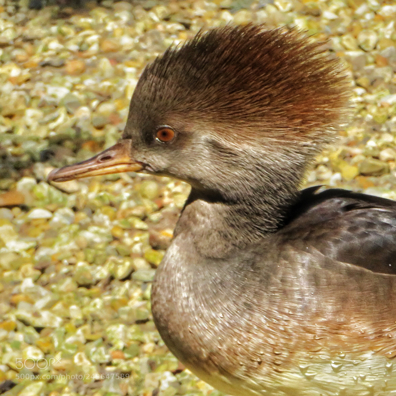 Canon PowerShot SX720 HS sample photo. New hairdo  photography