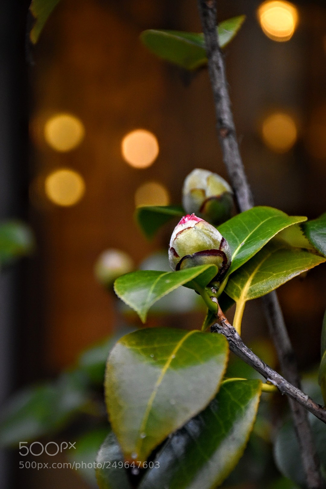 Nikon D5600 sample photo. Untitled photography