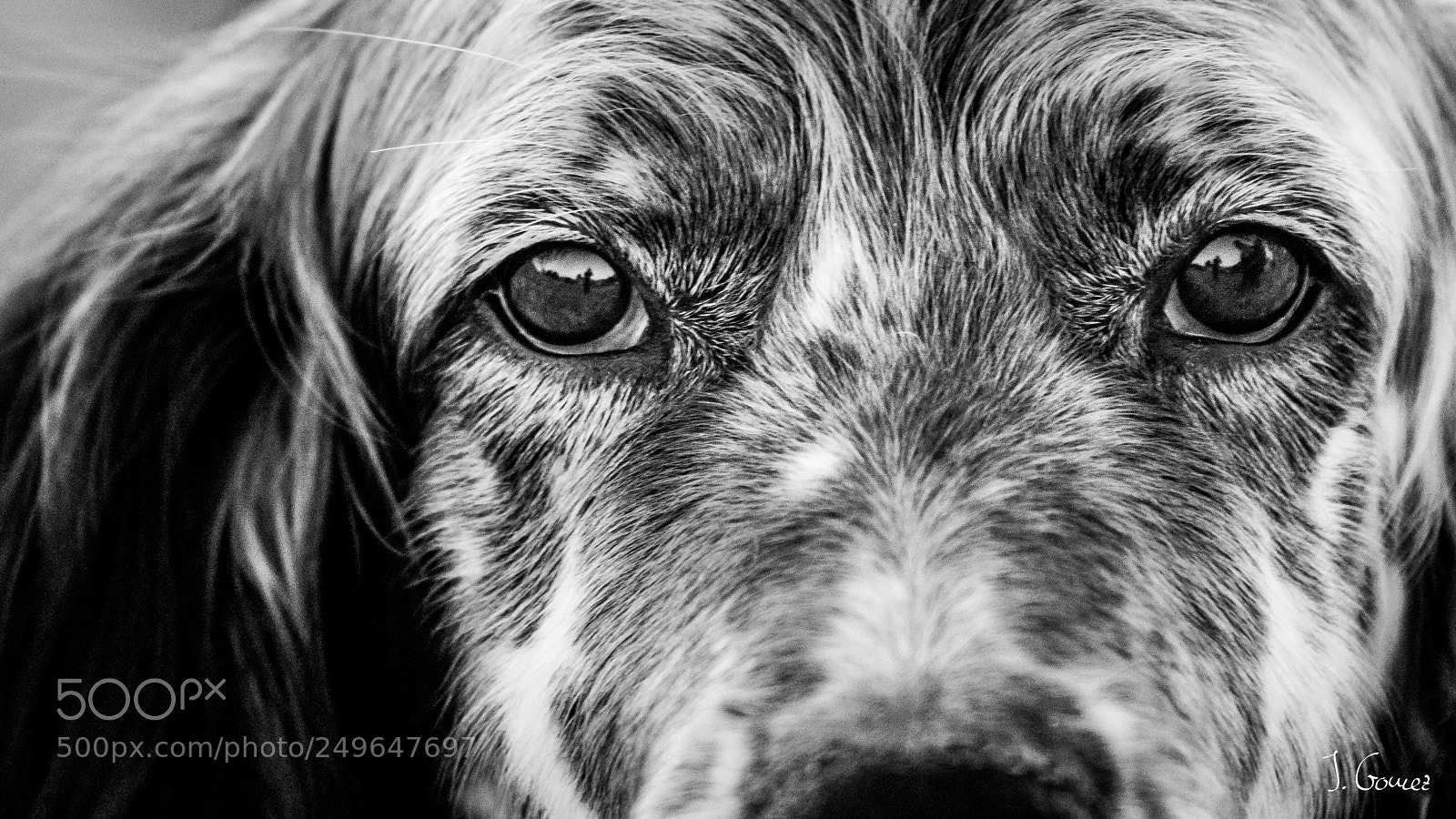 Canon EOS 80D sample photo. Owen photography