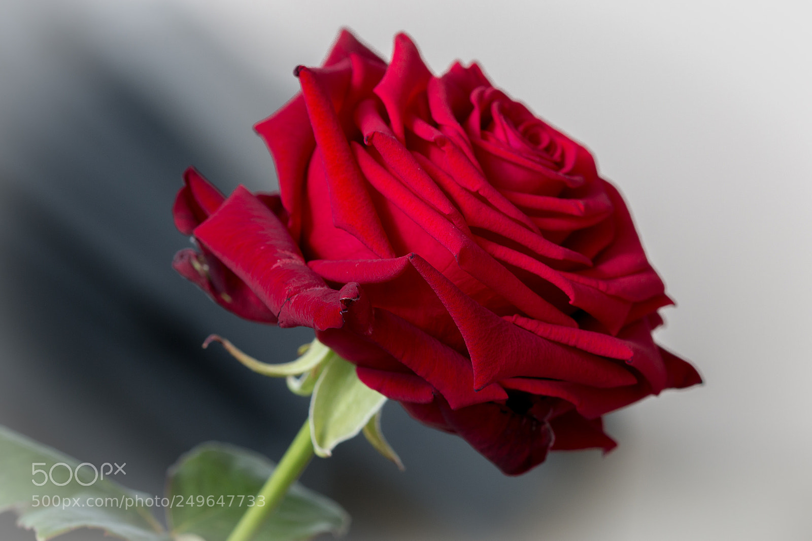 Canon EOS 70D sample photo. Red photography