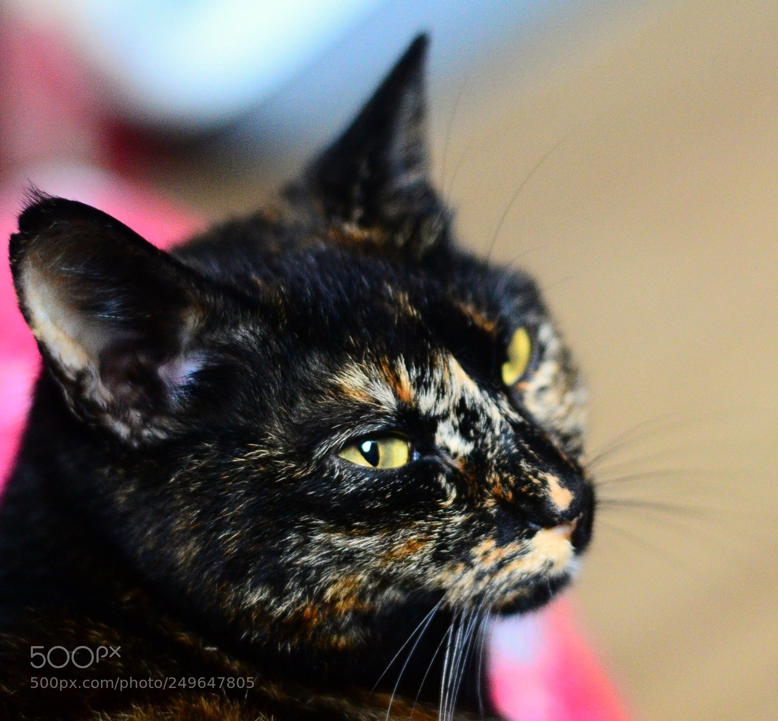 Nikon D3100 sample photo. 2018-03-17_07-35-35 photography