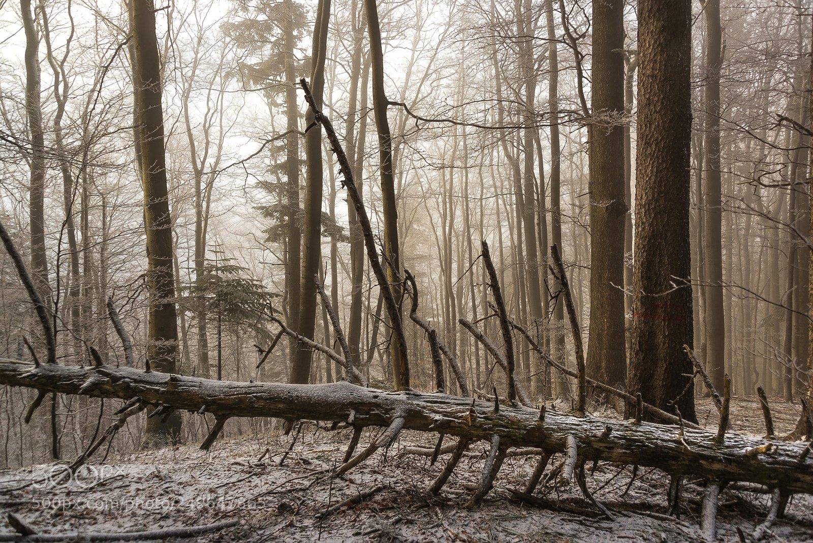 Nikon D610 sample photo. Magic woods photography