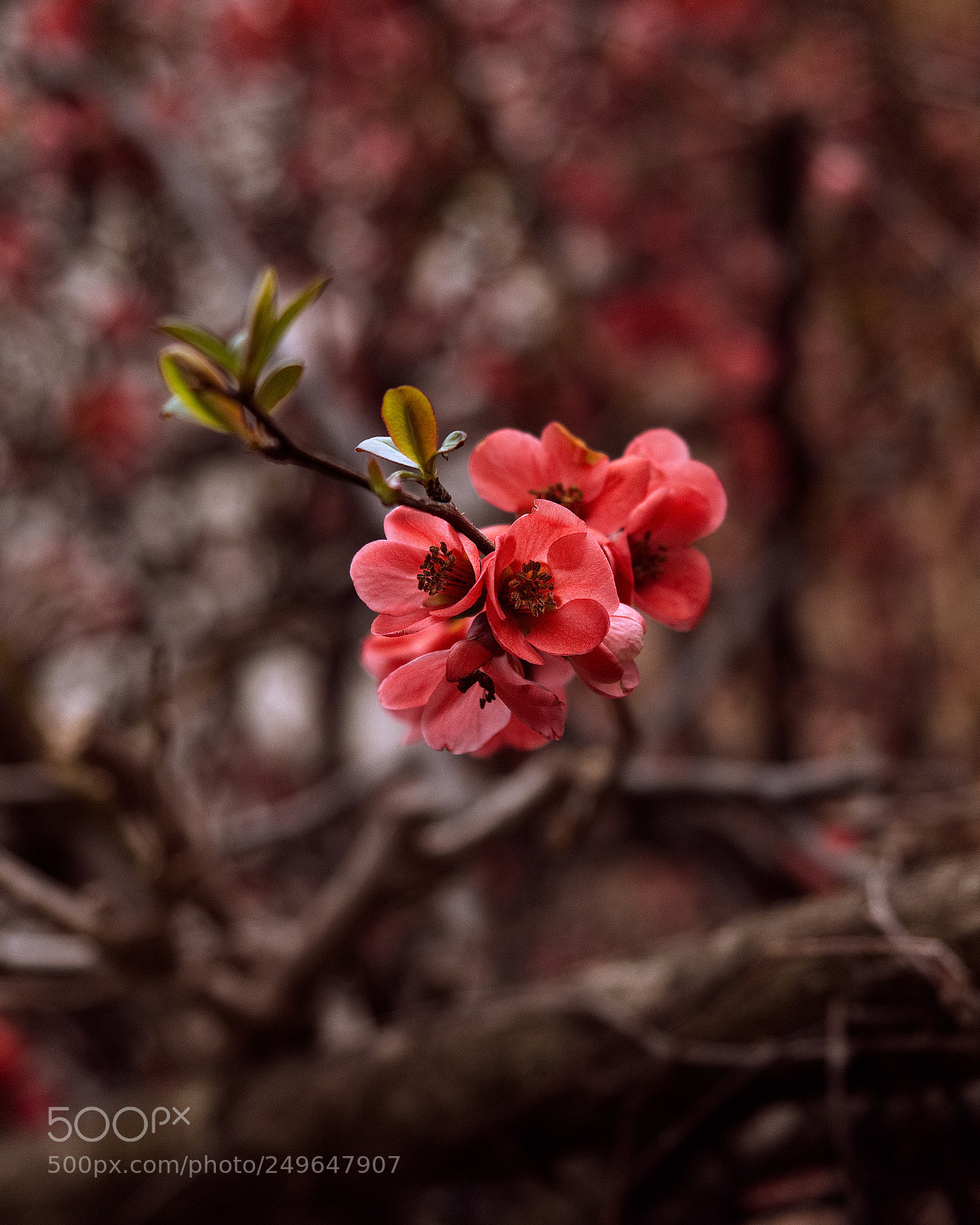 Panasonic Lumix DC-GH5 sample photo. *** photography