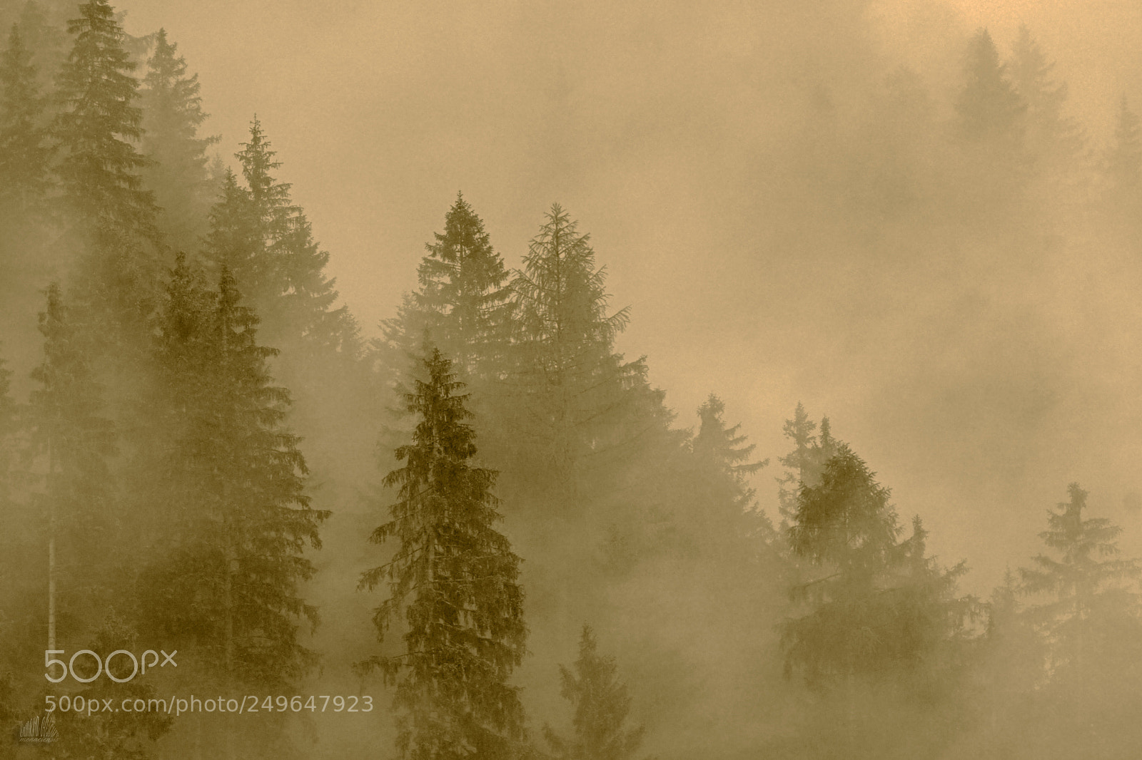Sony ILCA-77M2 sample photo. Spruces in the mist photography