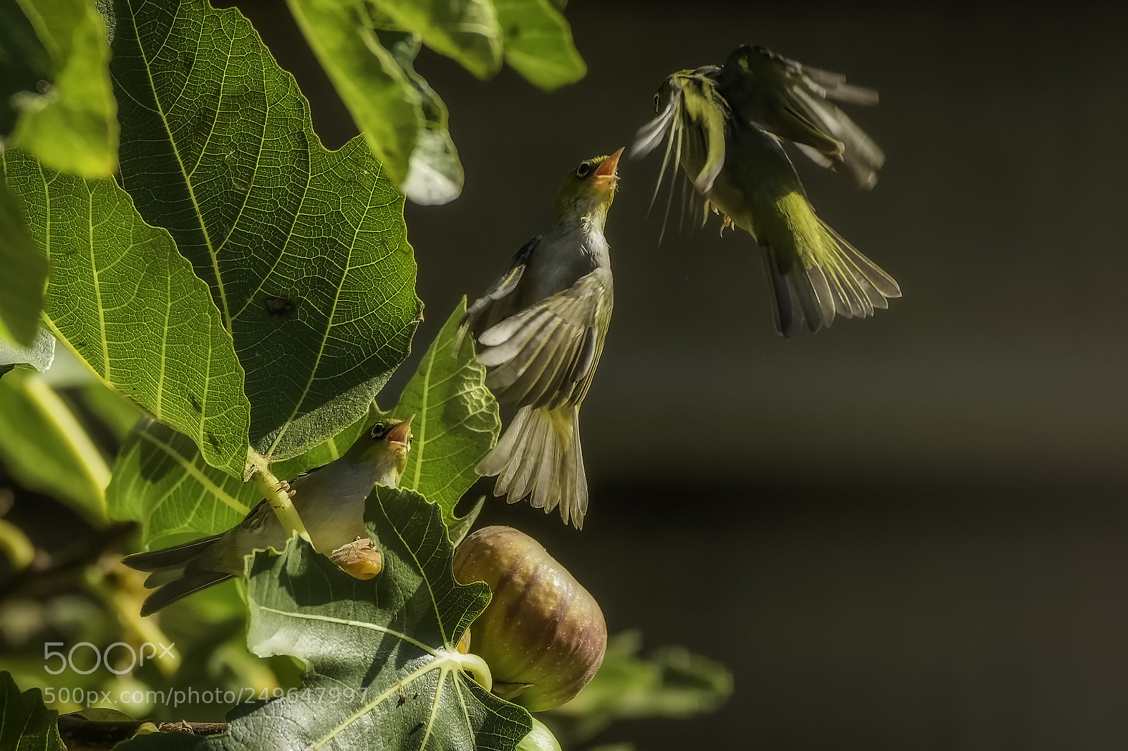 Nikon D7200 sample photo. Silvereye 2 photography