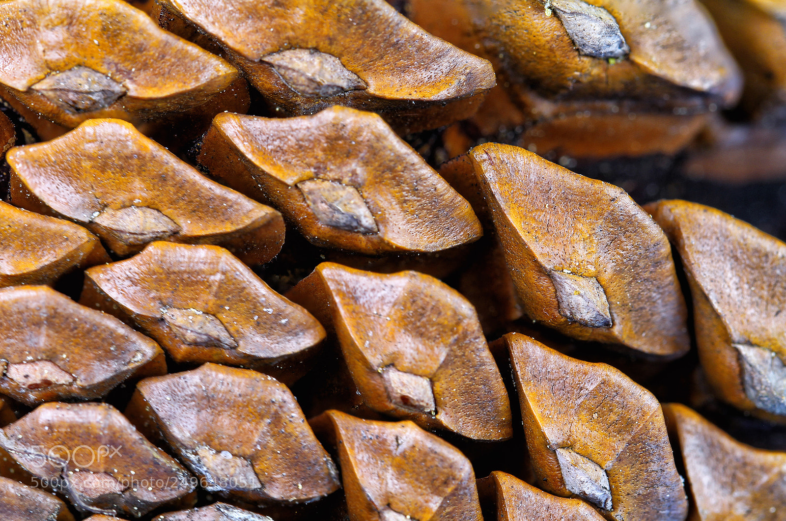 Canon EOS 7D sample photo. Macro pine tree cone photography