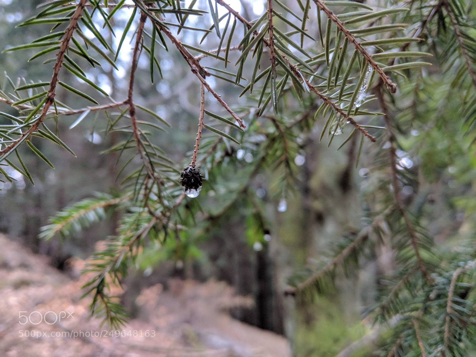 Google Pixel 2 sample photo. Frozen drops photography