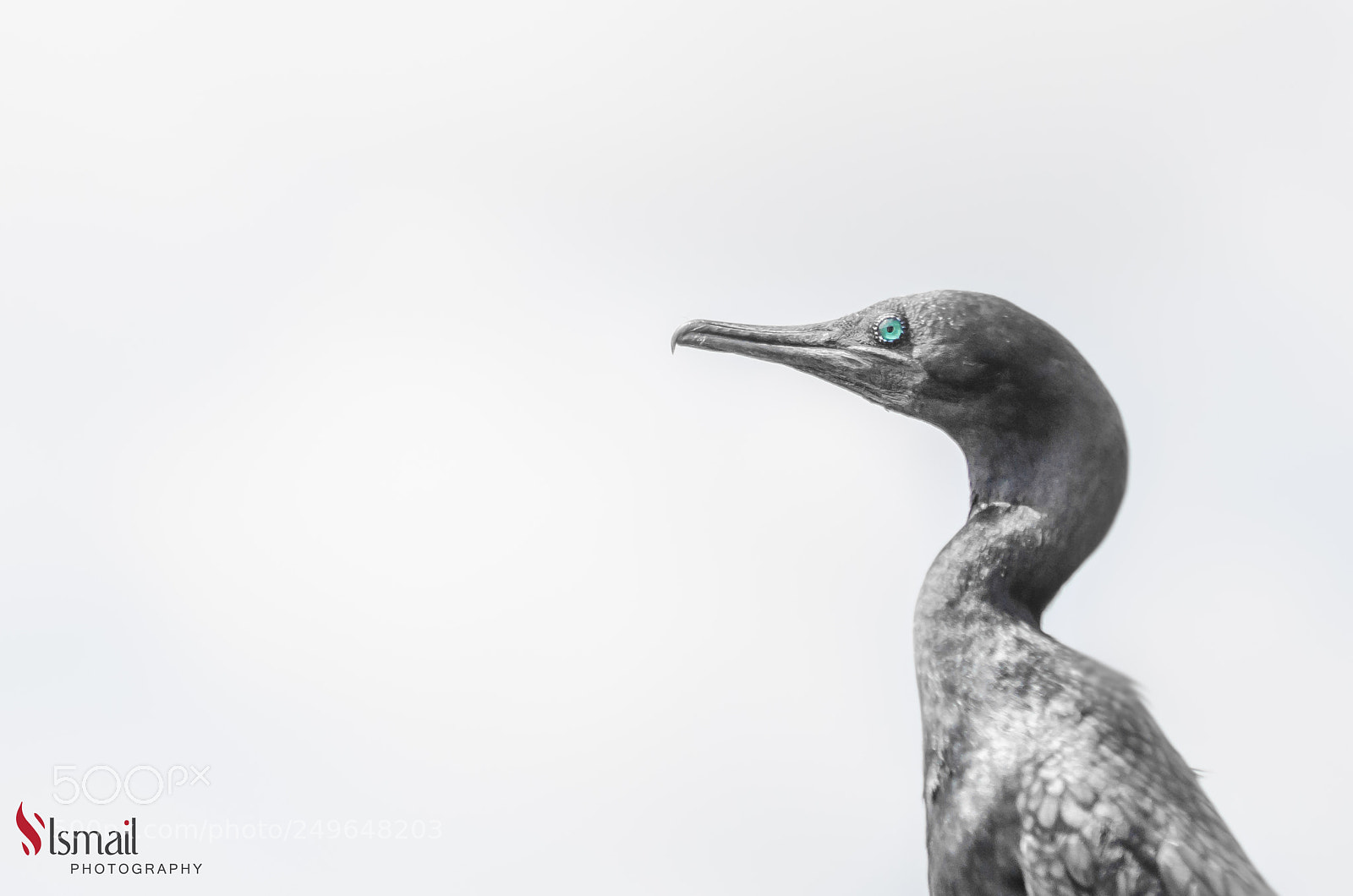 Nikon D7000 sample photo. Bird photography