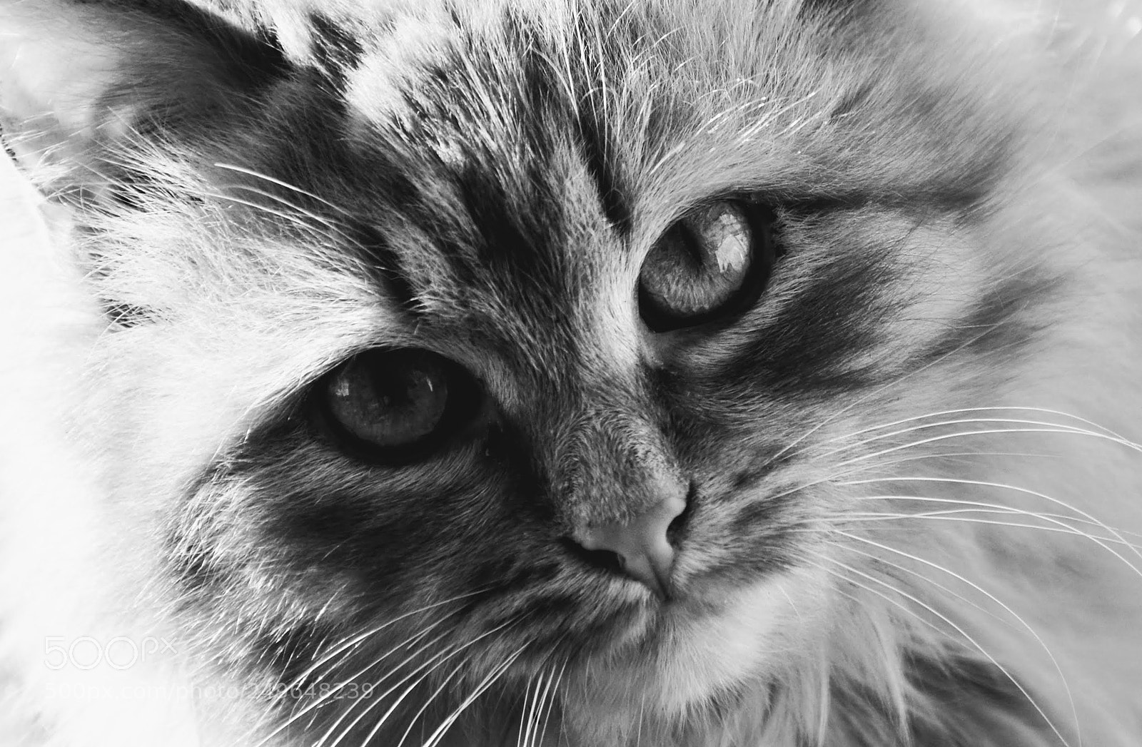 Nikon D7000 sample photo. Cat photography