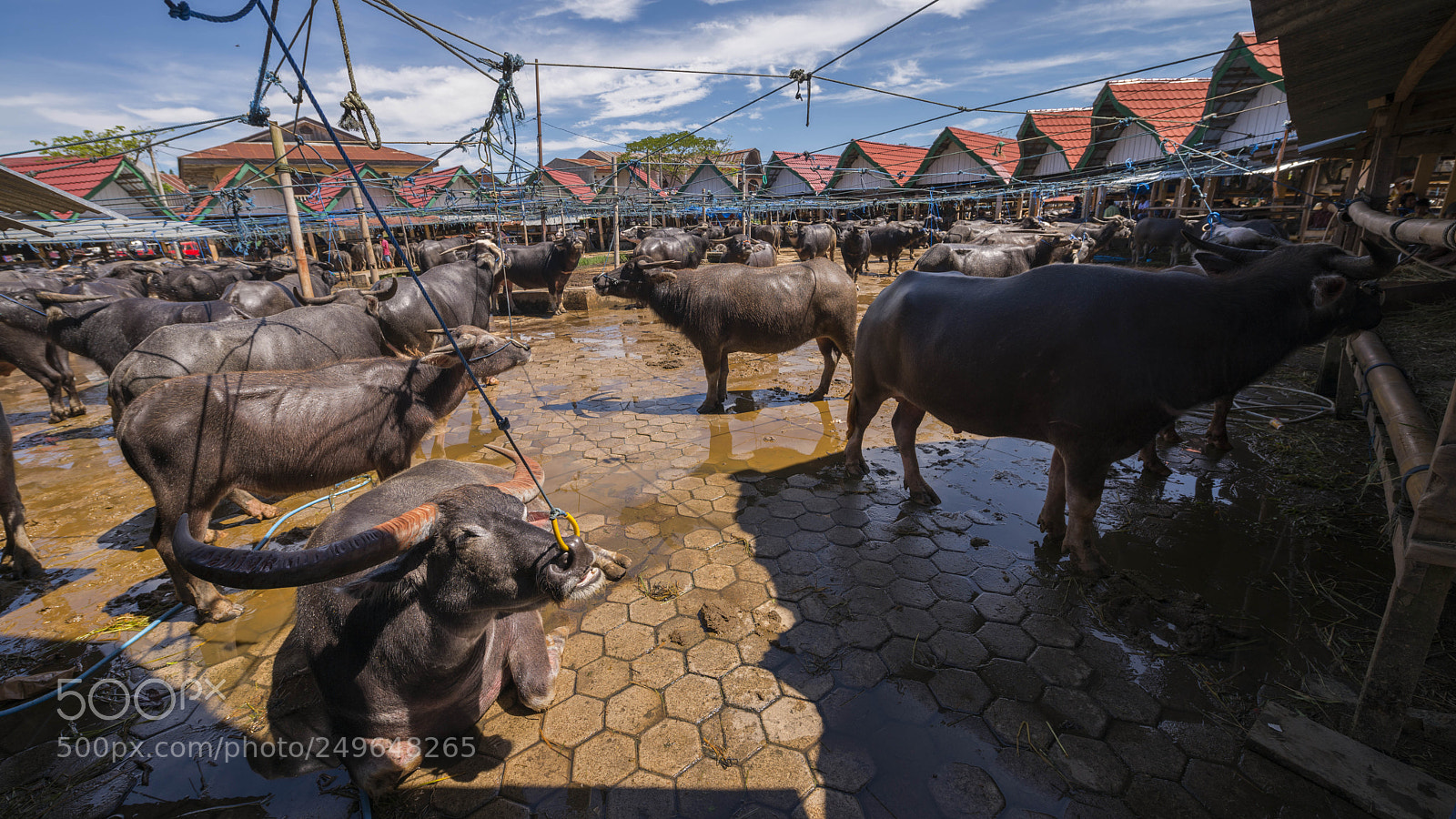 Nikon D800 sample photo. Sulawesi - tana toraja photography
