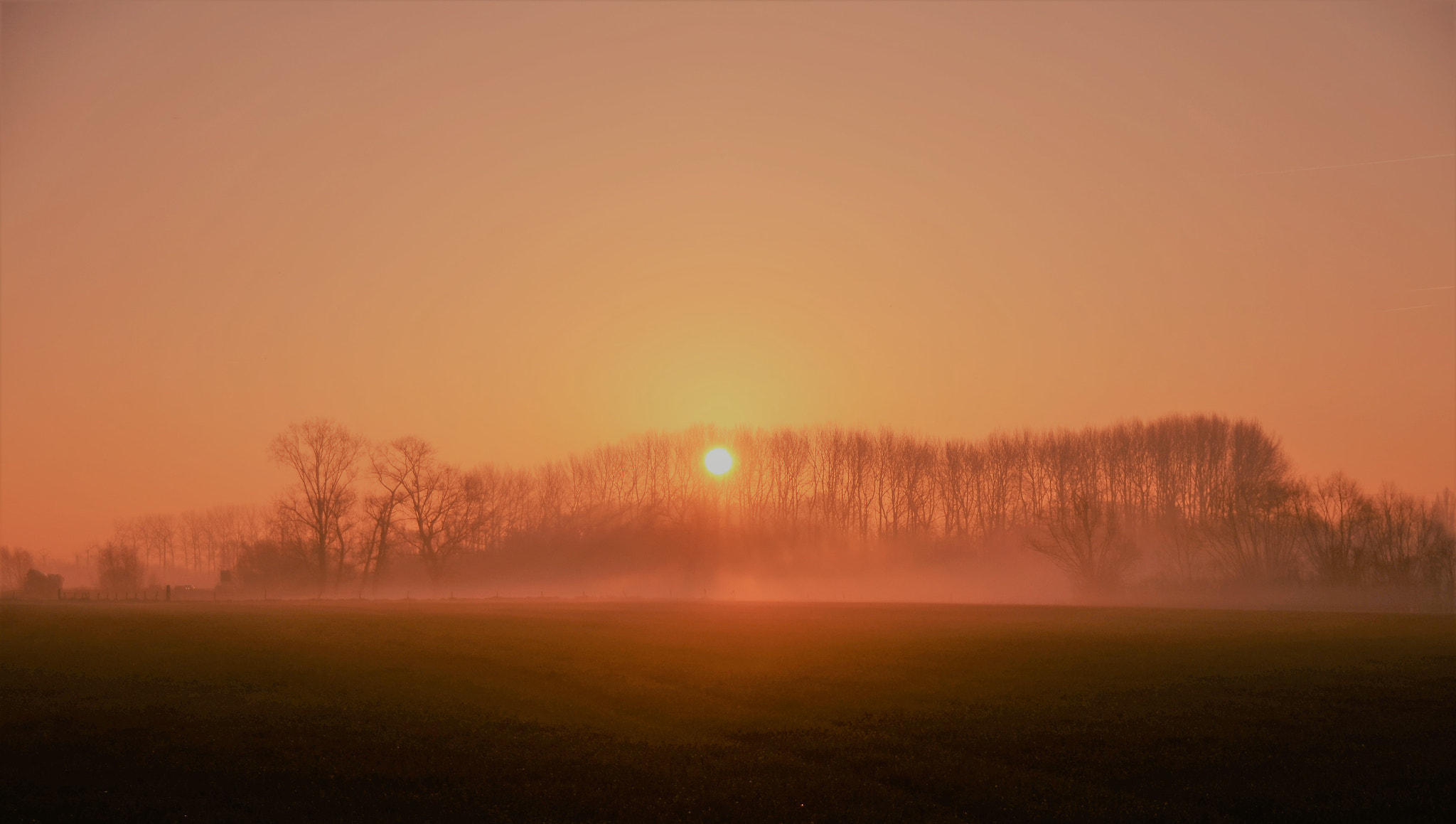Nikon D7000 sample photo. Misty tree row photography