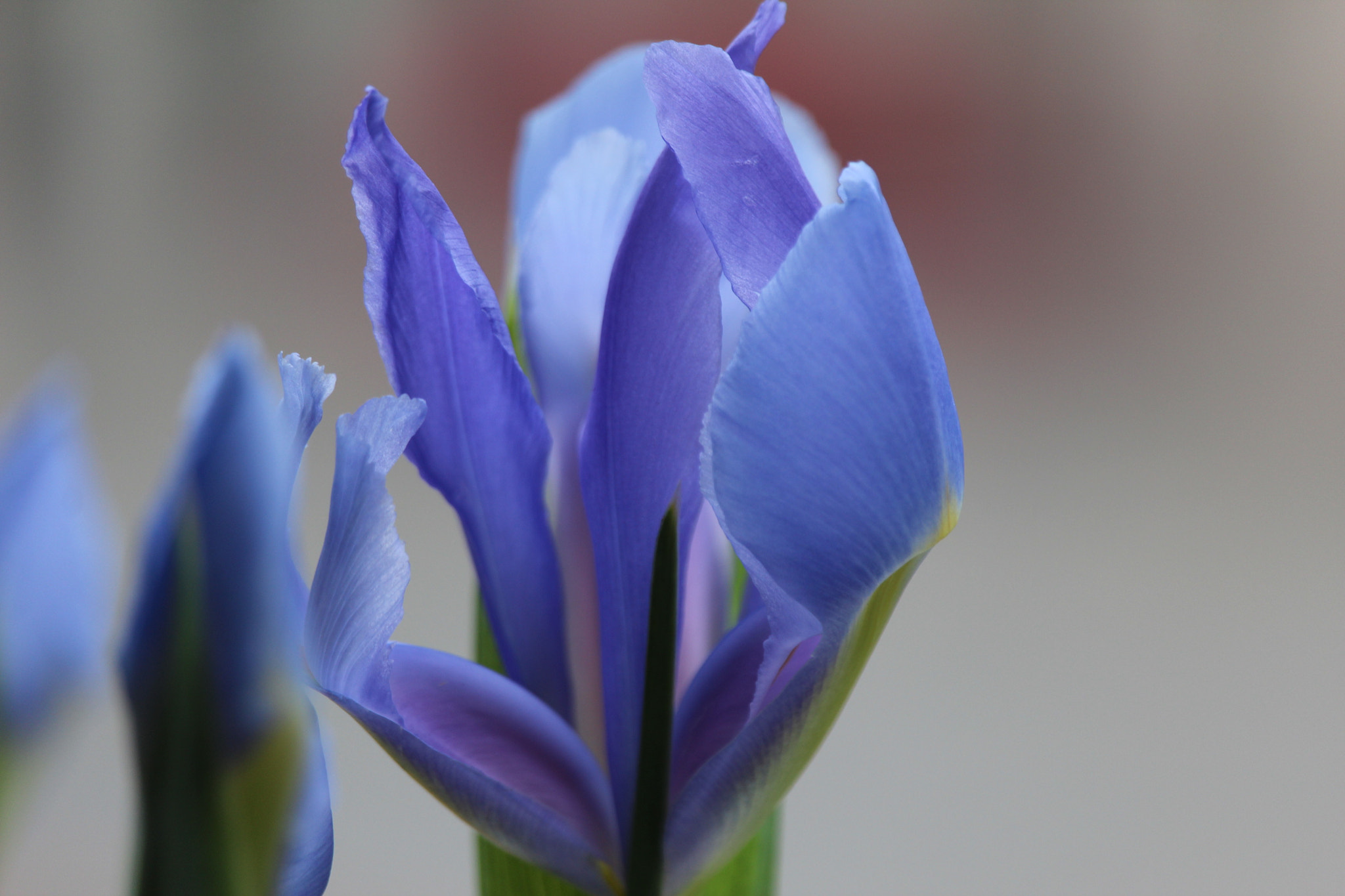 Canon EF-S 55-250mm F4-5.6 IS STM sample photo. Fiore photography
