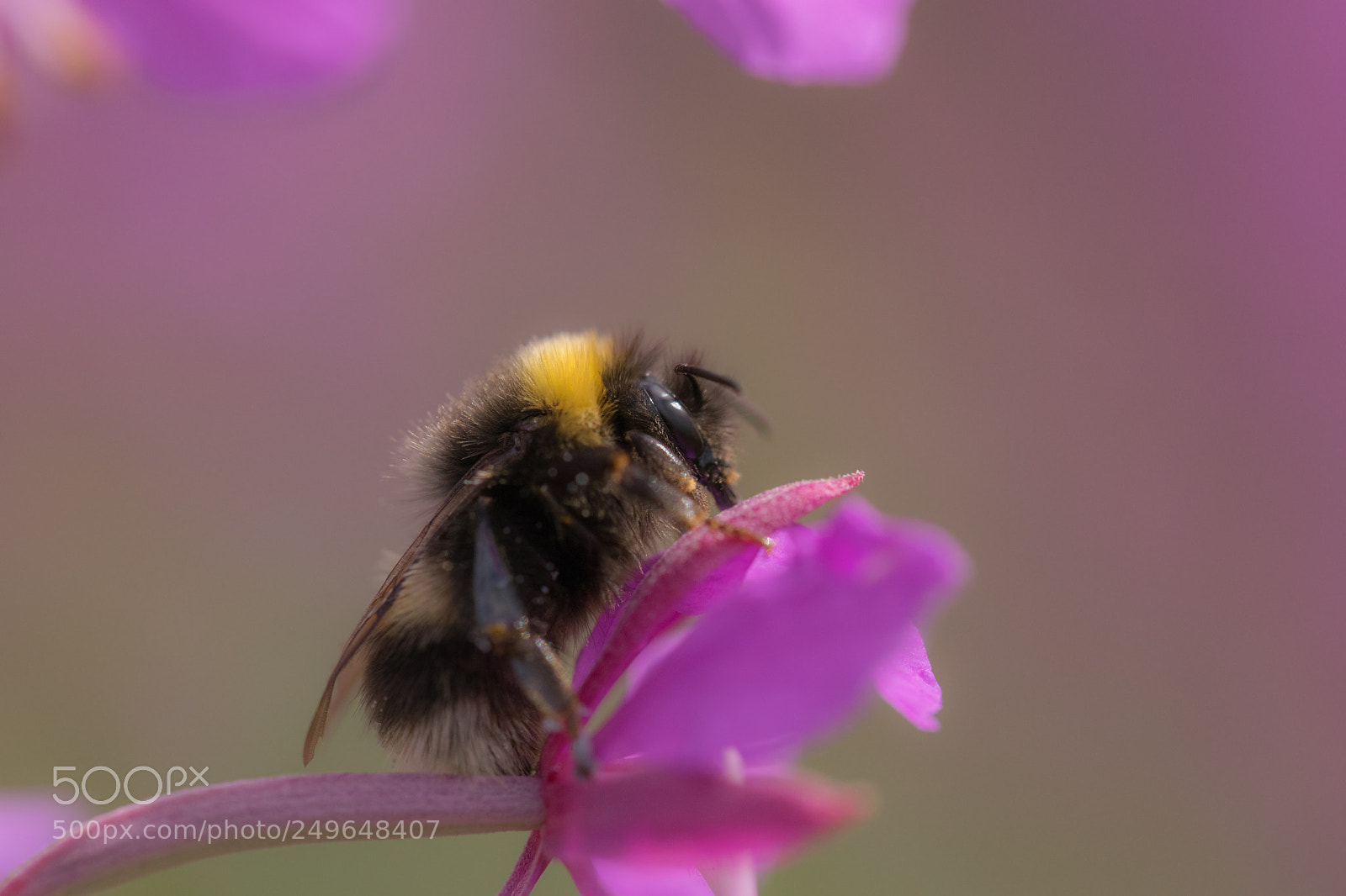 Nikon D5300 sample photo. Bumblebee photography