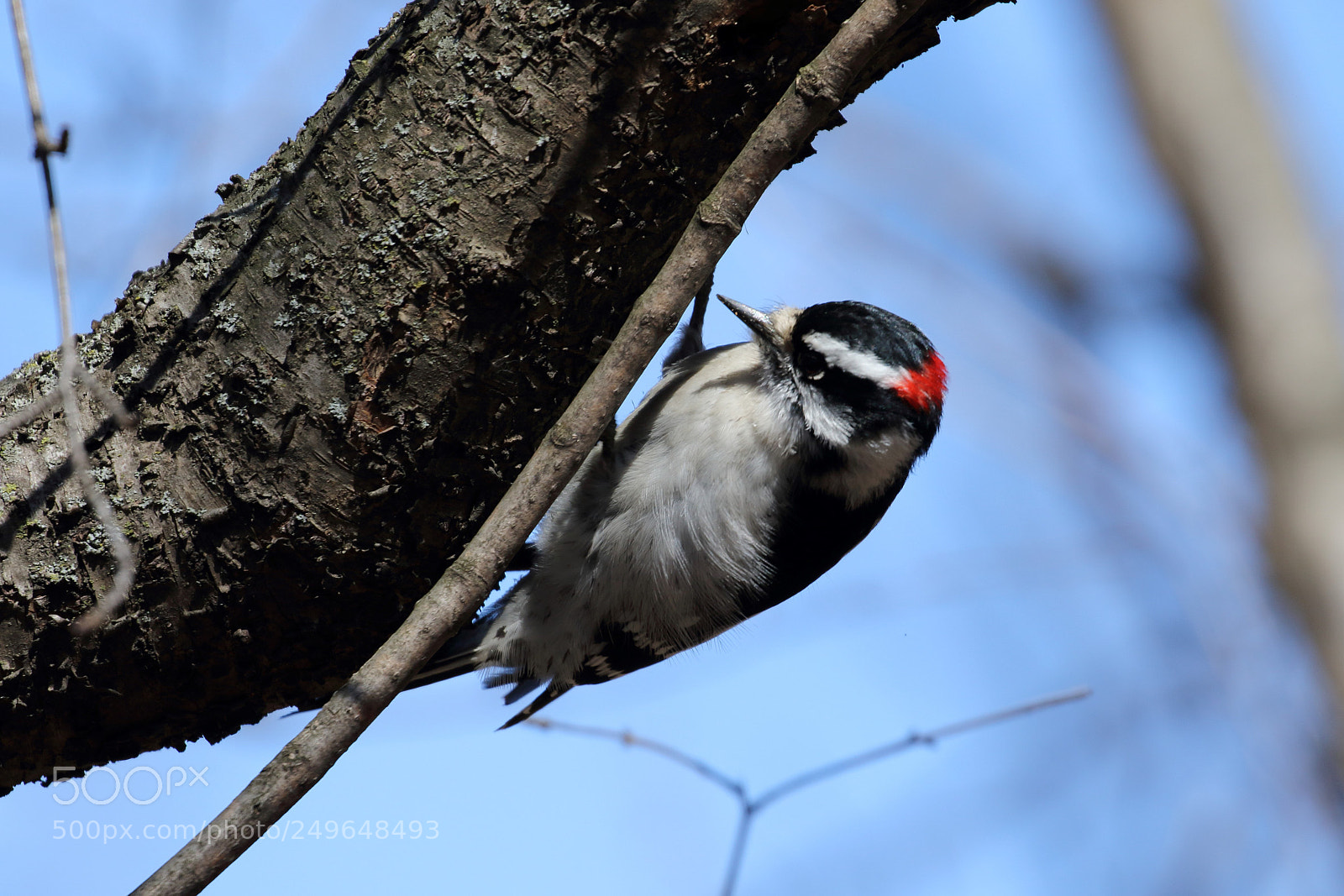 Canon EOS 7D Mark II sample photo. Downy woodpecker in sedgewick photography