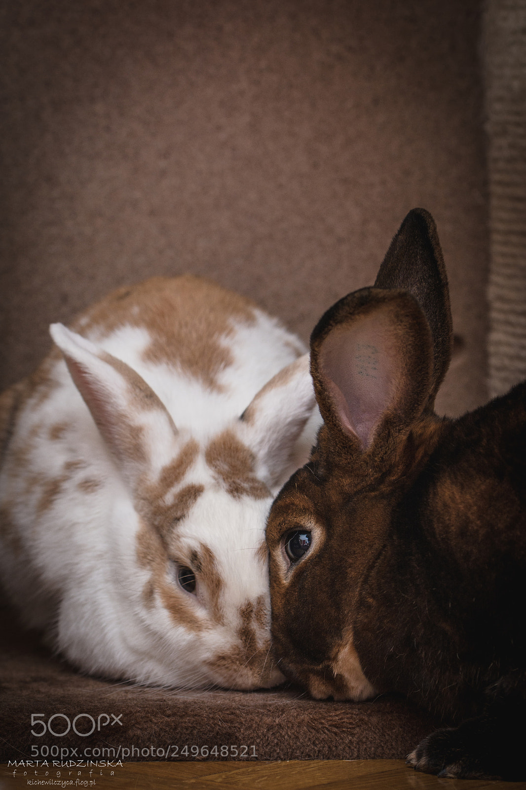 Nikon D7100 sample photo. The love photography