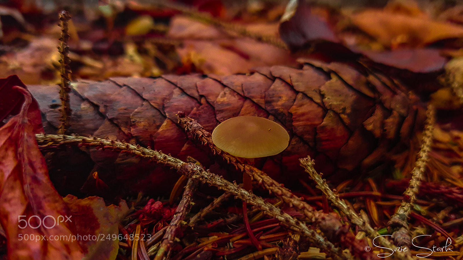 Samsung Galaxy S7 Edge sample photo. Mushroom. photography