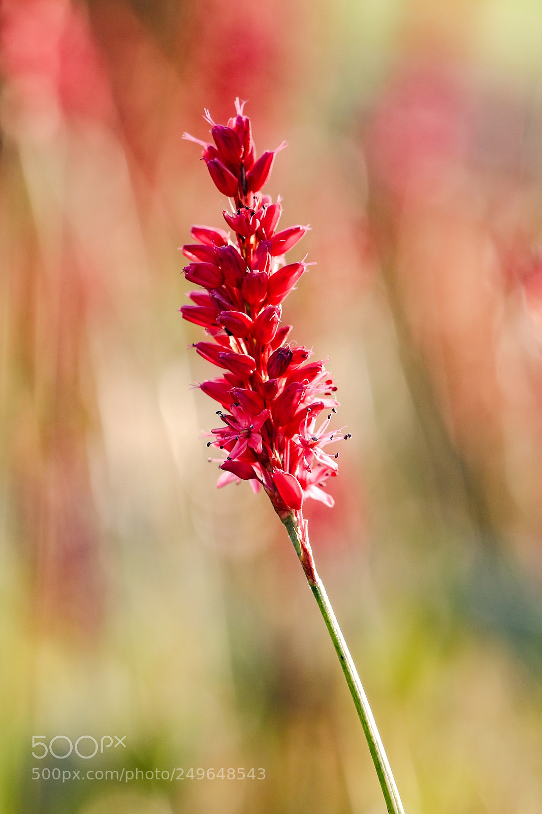 Canon EOS 5D Mark IV sample photo. Shining bokeh photography