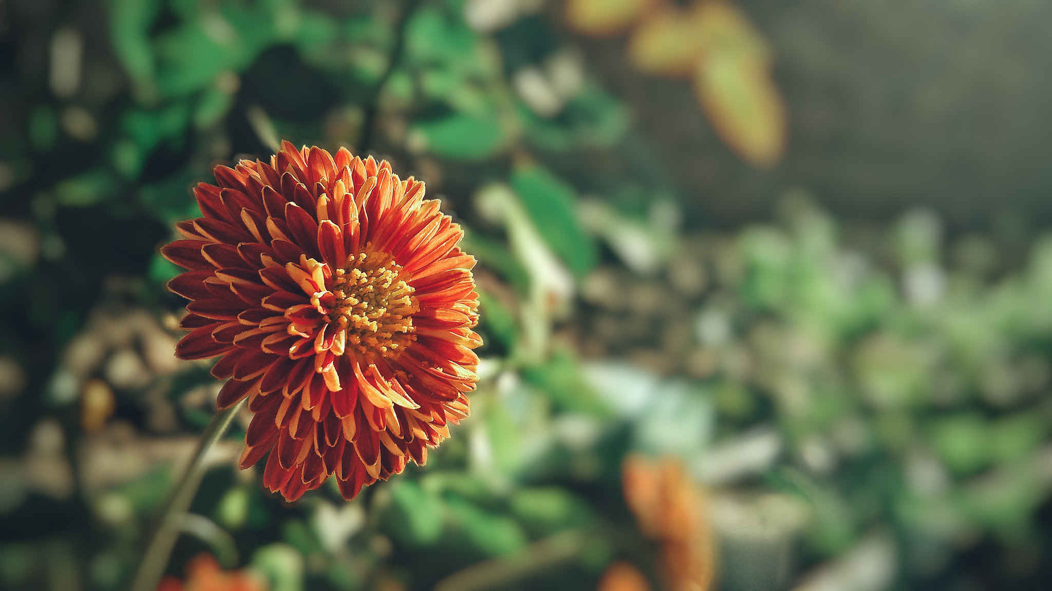 Xiaomi MI4 sample photo. Flower in focus photography