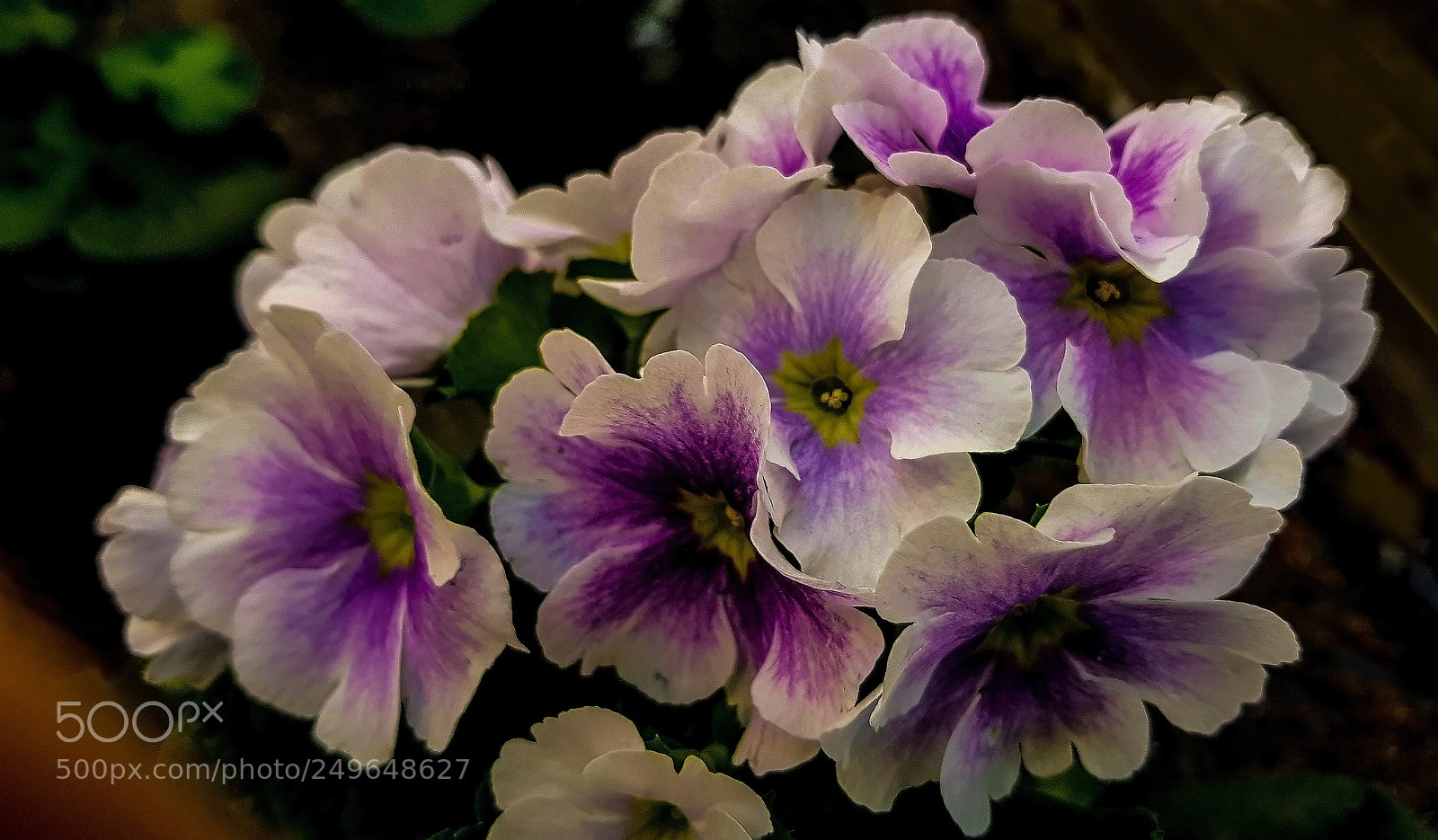 Samsung Galaxy S8 sample photo. The white beautiful flowers photography