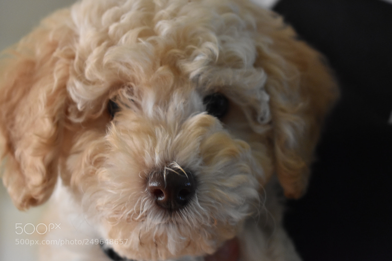 Nikon D3400 sample photo. The puppy named jordan photography