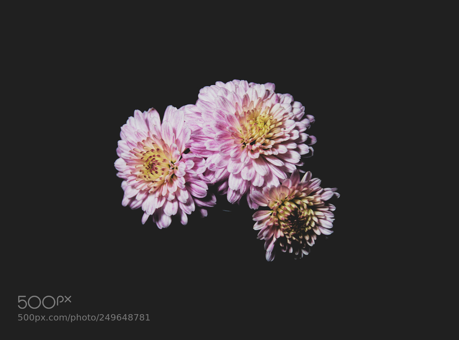 Nikon D50 sample photo. Pink chrysanthemum photography